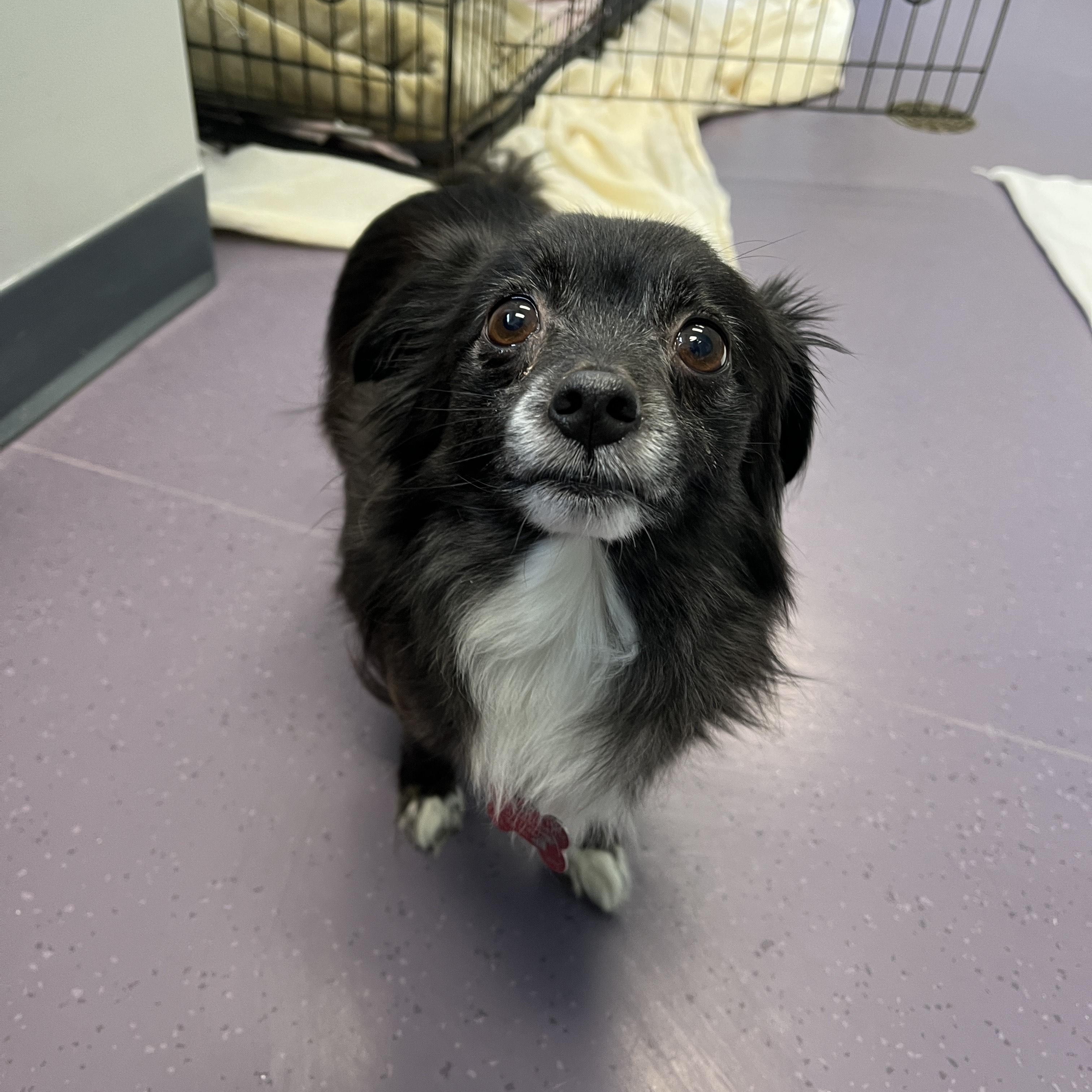 Hector, Adoptable, Senior Male Pomeranian & Papillon.
