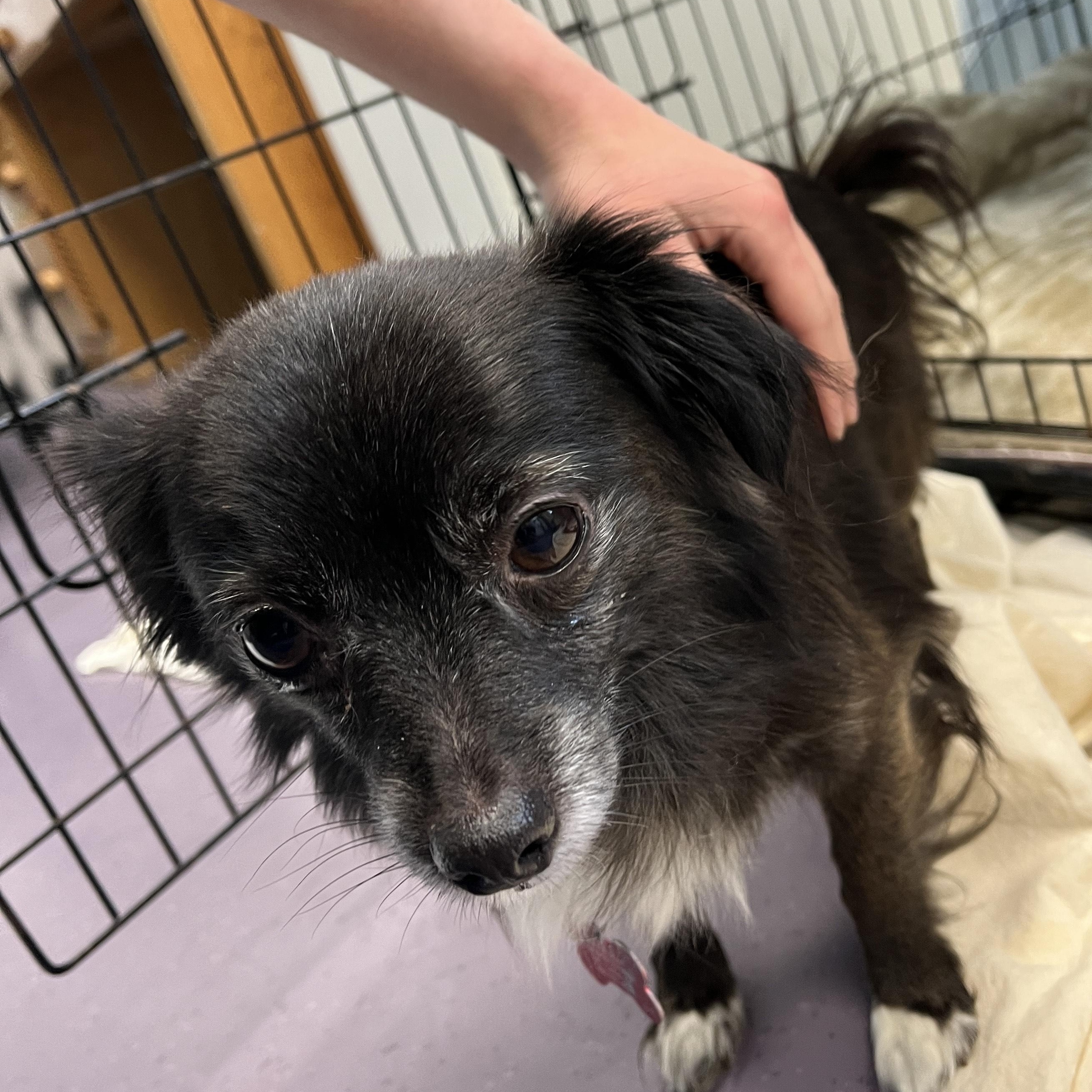 Enlarge Hector, a Adoptable mixed breed in Onalaska, WI image 2/5