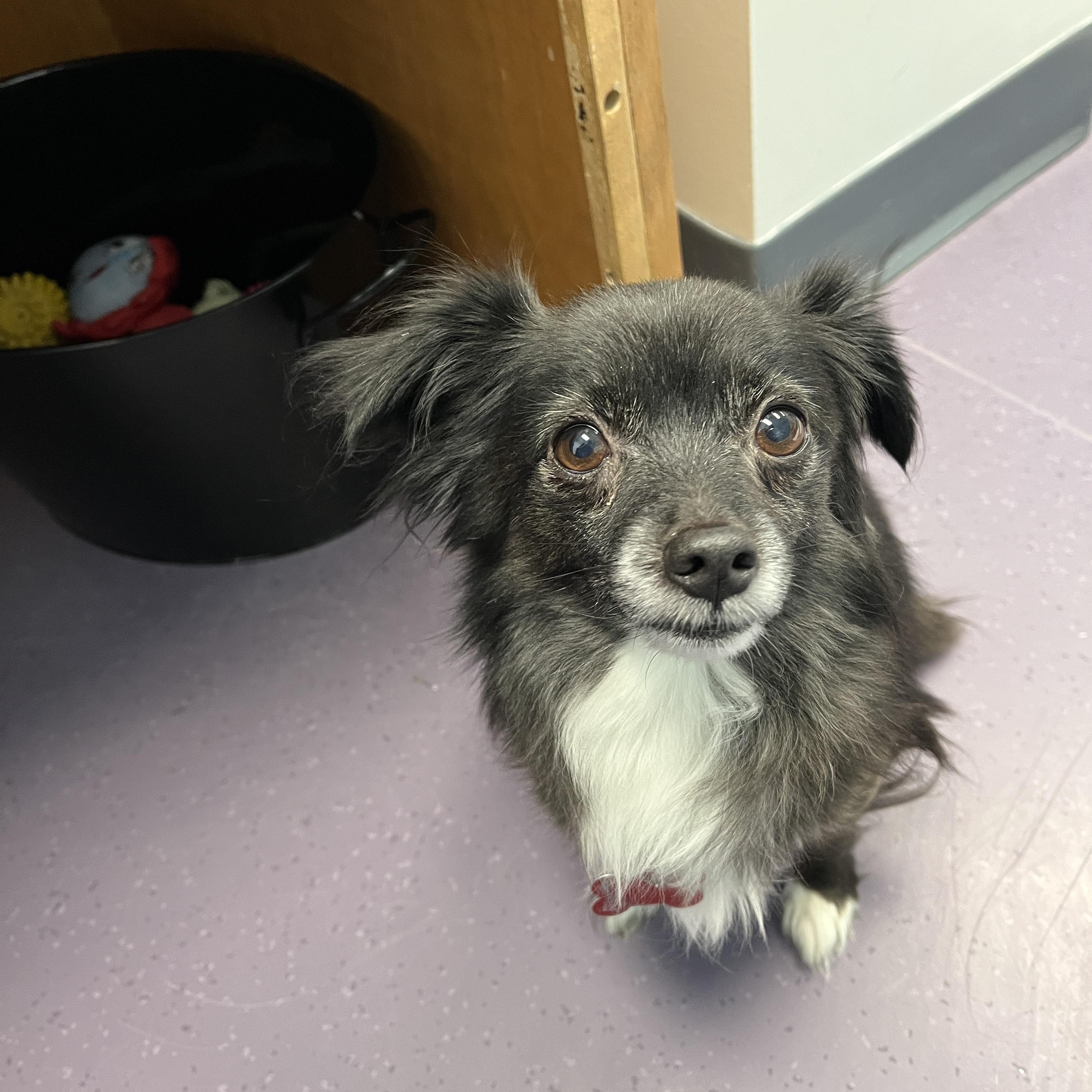 Enlarge Hector, a Adoptable mixed breed in Onalaska, WI image 3/5