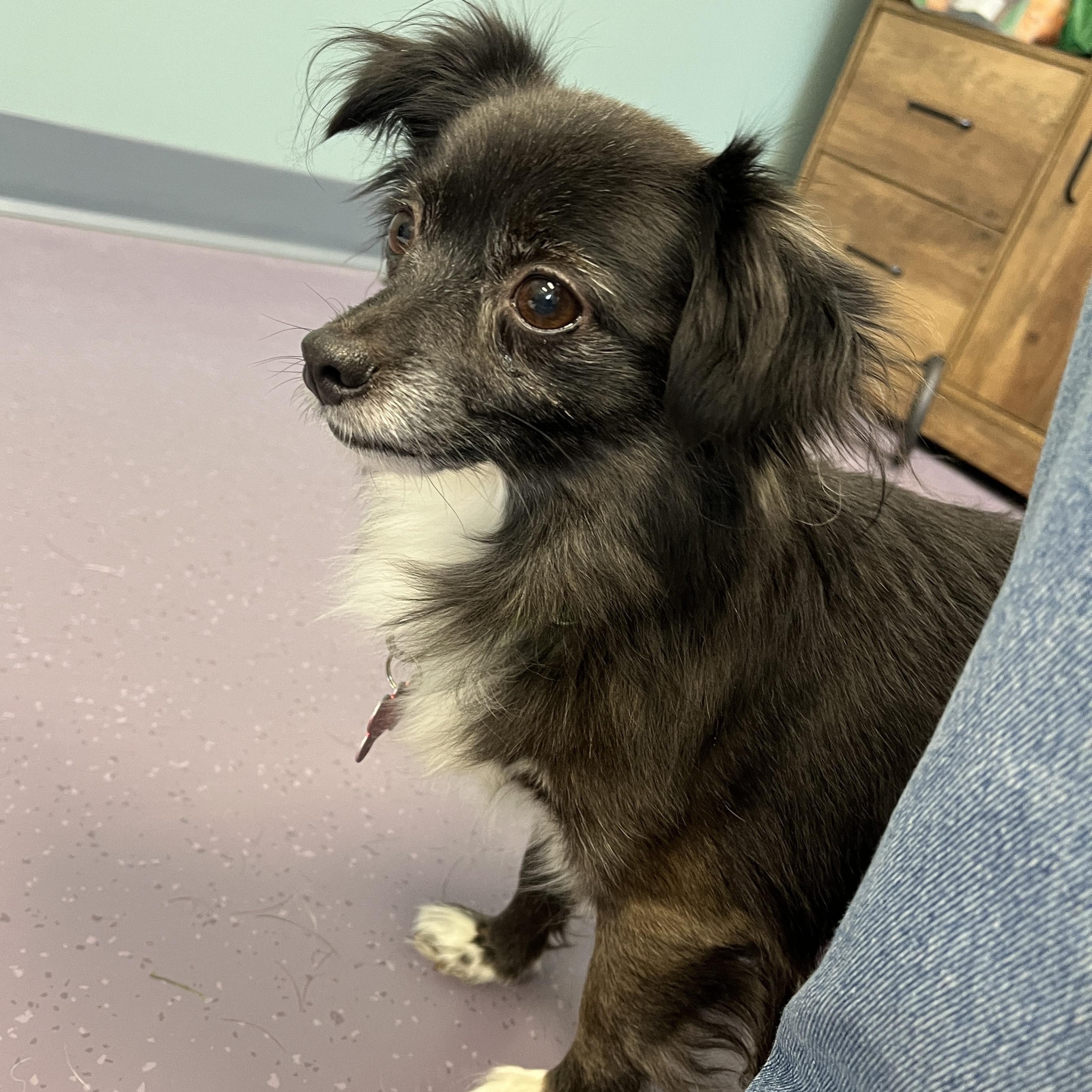 Enlarge Hector, a Adoptable mixed breed in Onalaska, WI image 4/5