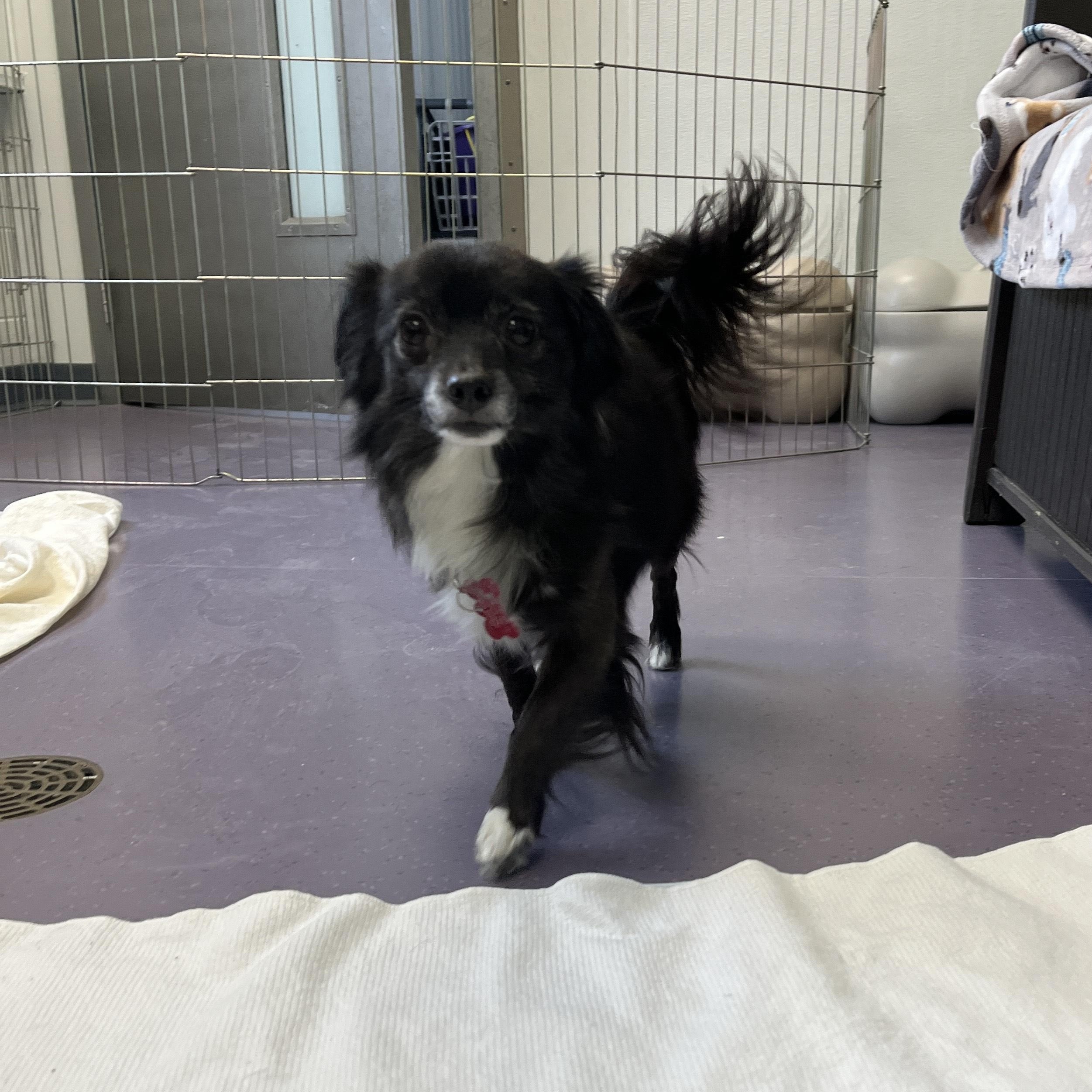 Enlarge Hector, a Adoptable mixed breed in Onalaska, WI image 5/5