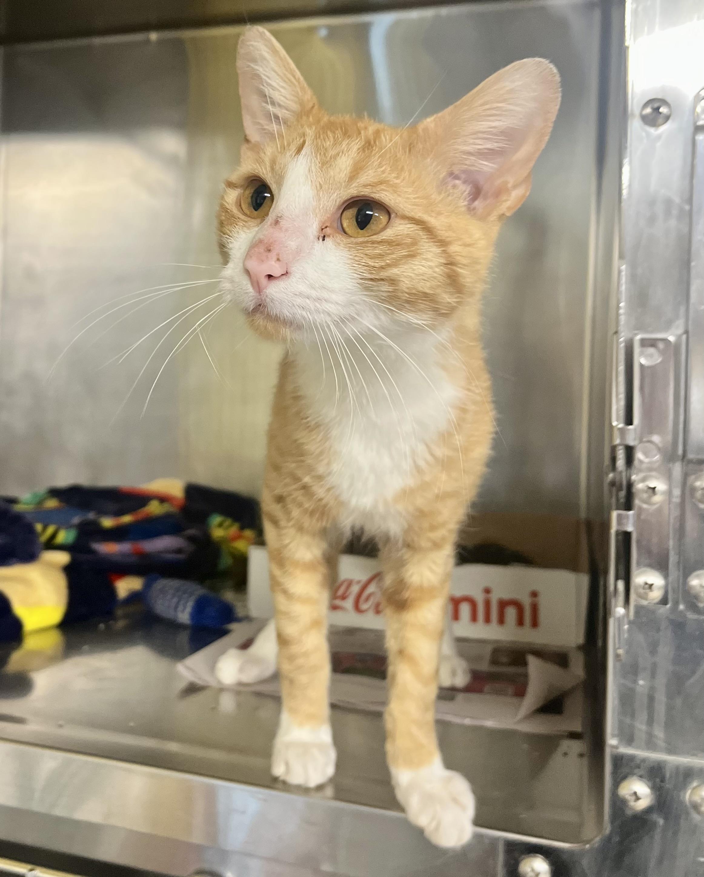 Roman, an adopted Domestic Short Hair in Wooster, OH image 2/2