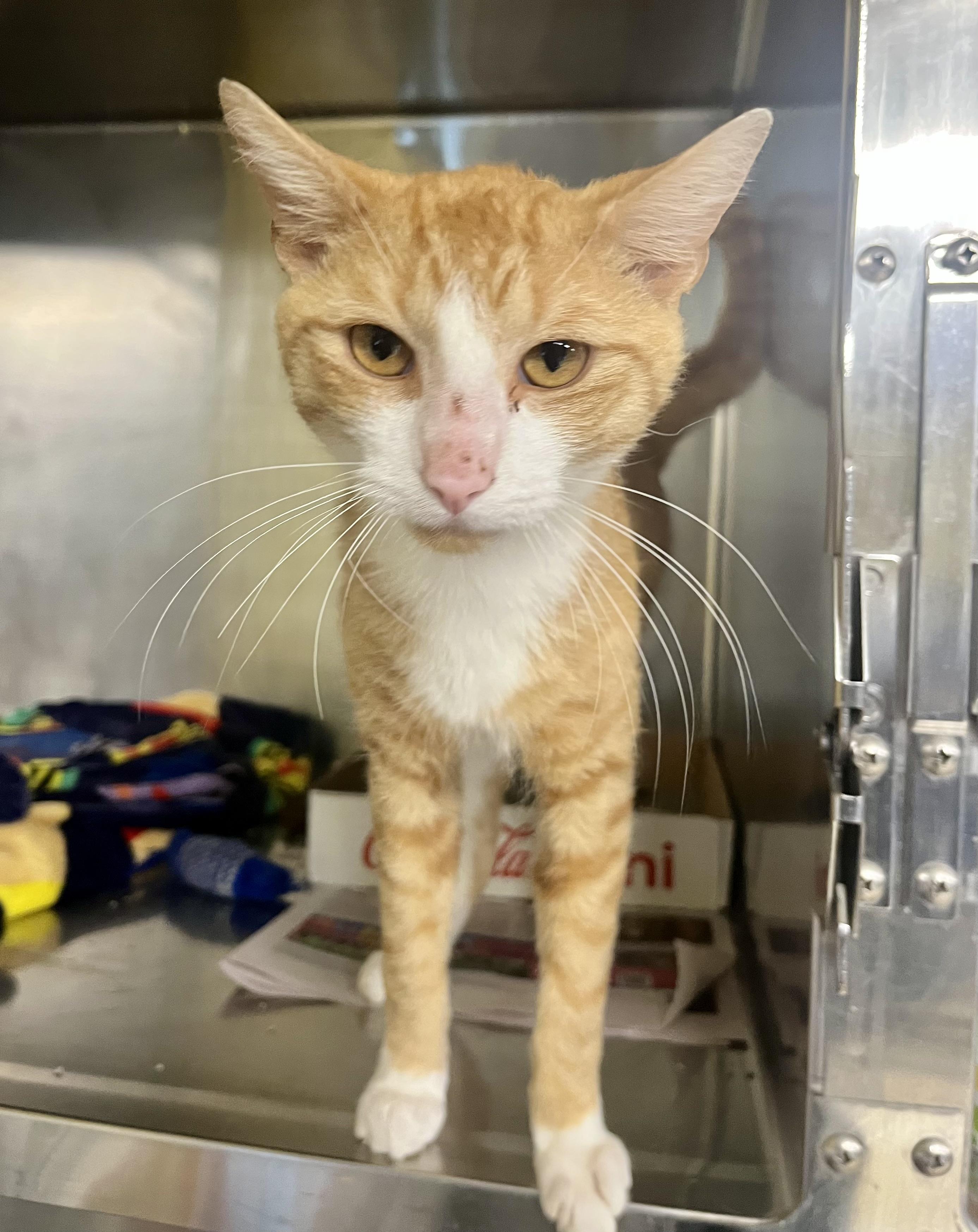 Roman, an adopted Domestic Short Hair in Wooster, OH image 1/2