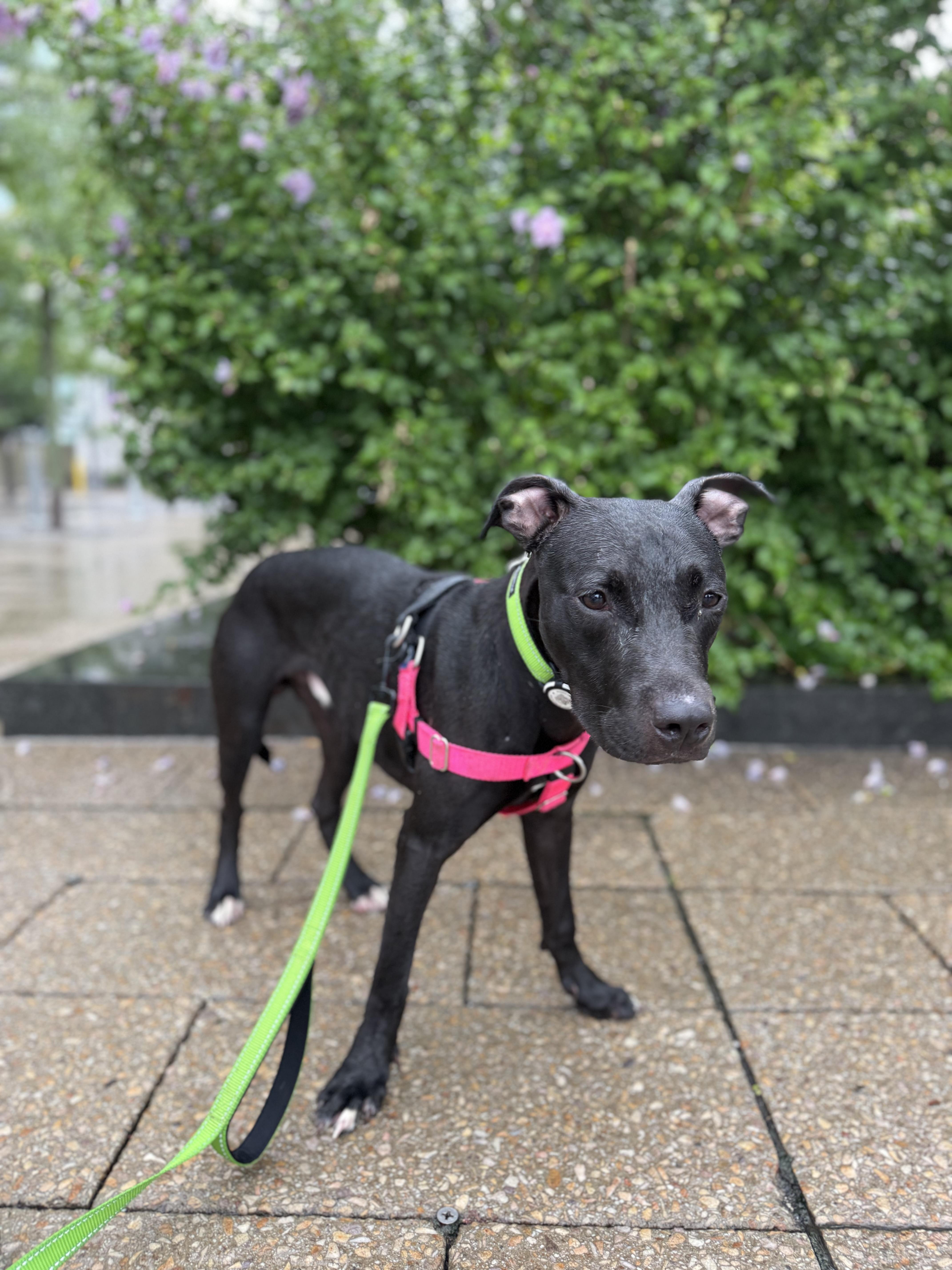 Benny, ADOPTABLE, Young Male Pit Bull Terrier.