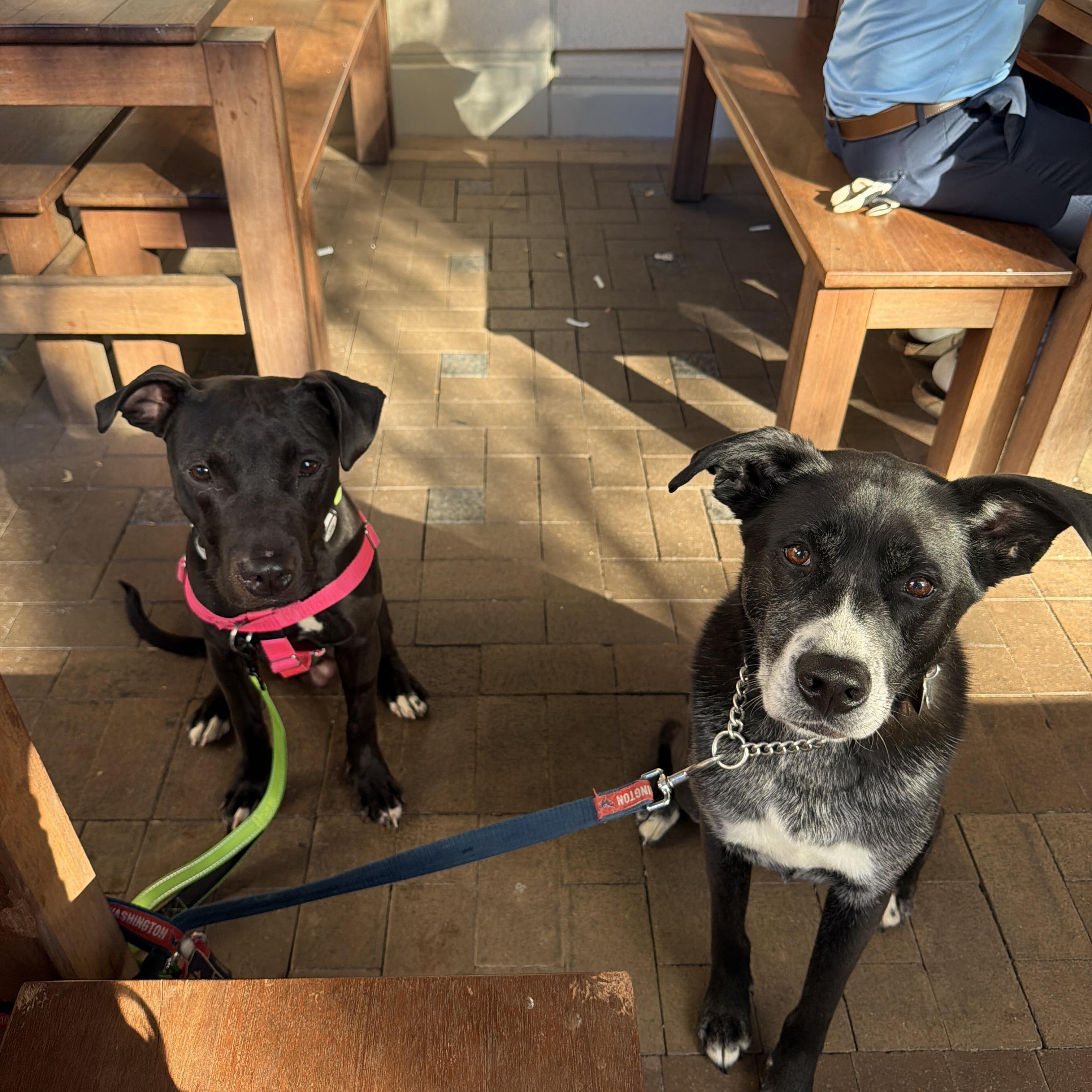 Enlarge Benny, a ADOPTABLE mixed breed in Washington, DC image 6/6