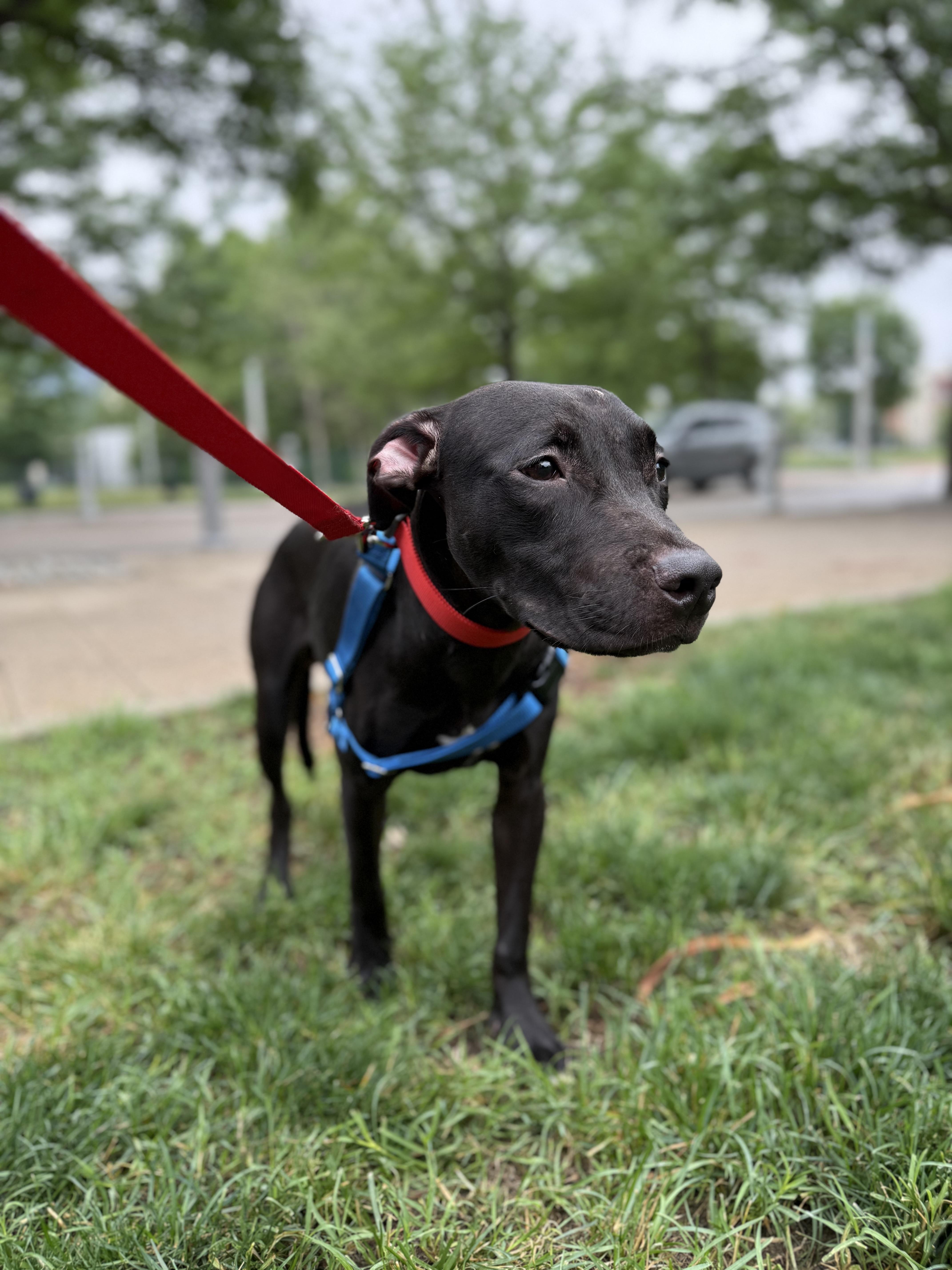 Enlarge Benny, a ADOPTABLE mixed breed in Washington, DC image 2/6