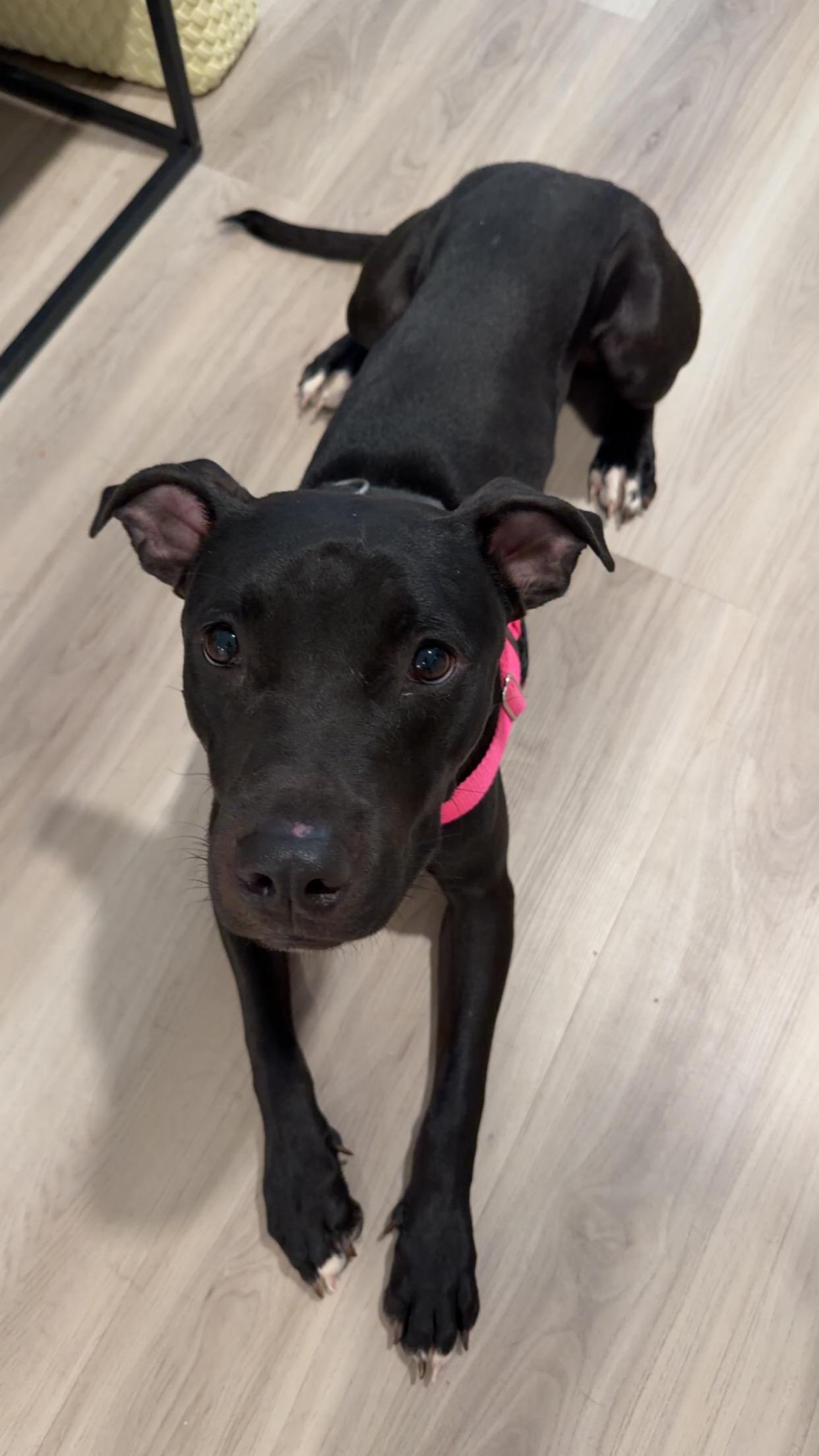 Enlarge Benny, a ADOPTABLE mixed breed in Washington, DC image 5/6