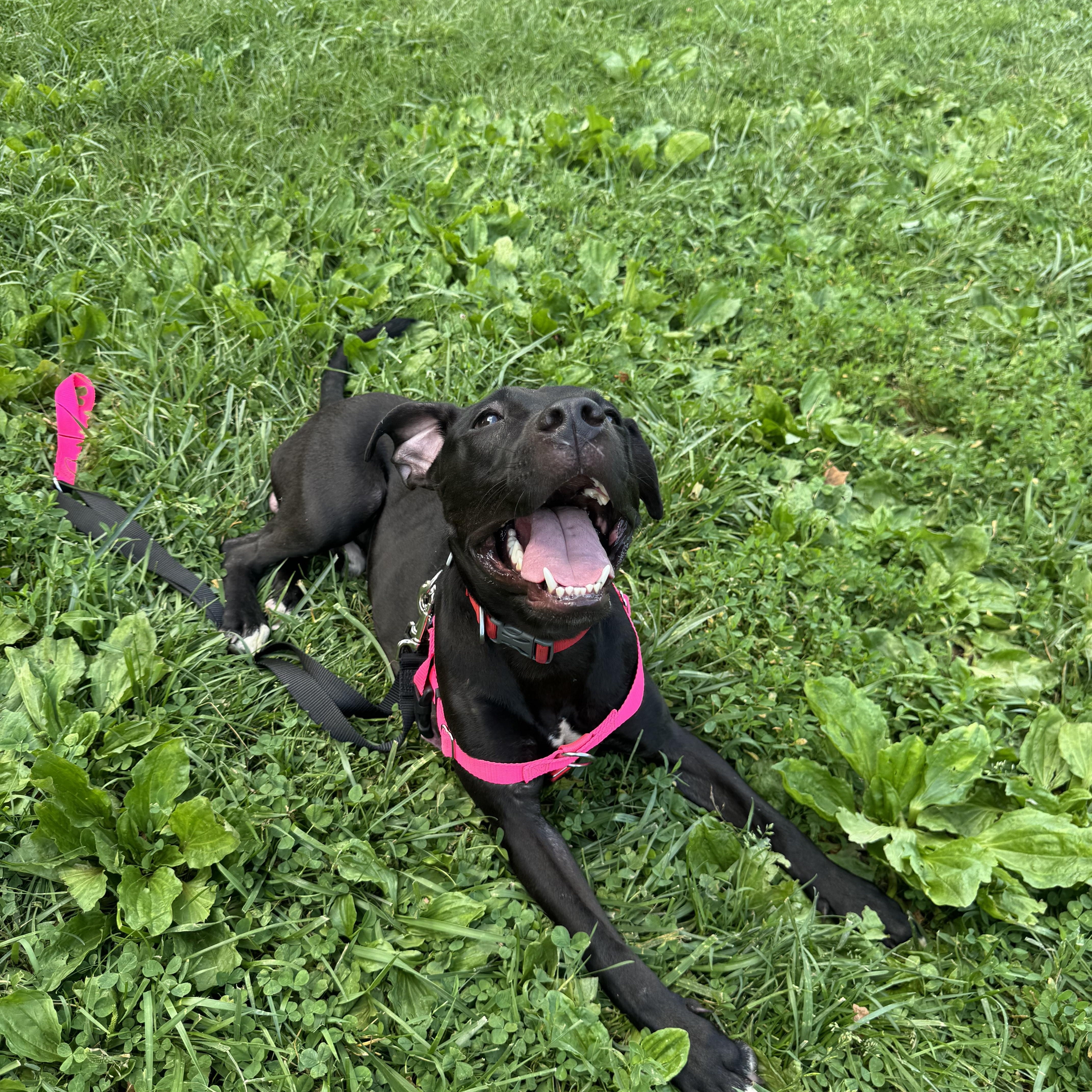 Benny, Adoptable, Young Male Pit Bull Terrier.