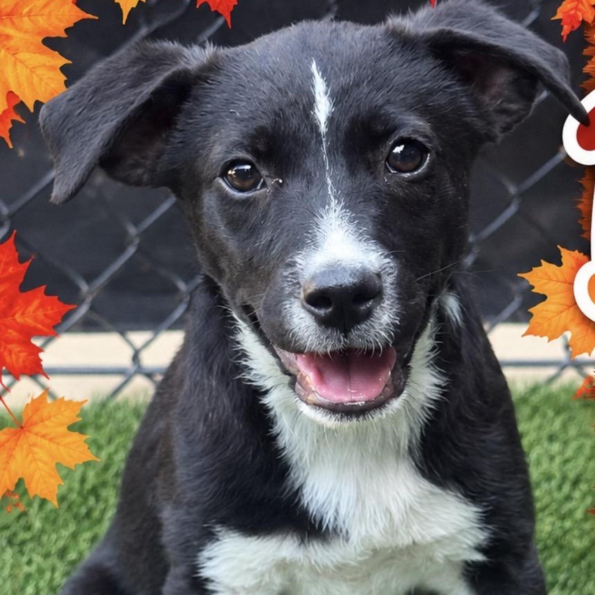 Enlarge Aqua, a Adoptable mixed breed in Copiague, NY image 1/1