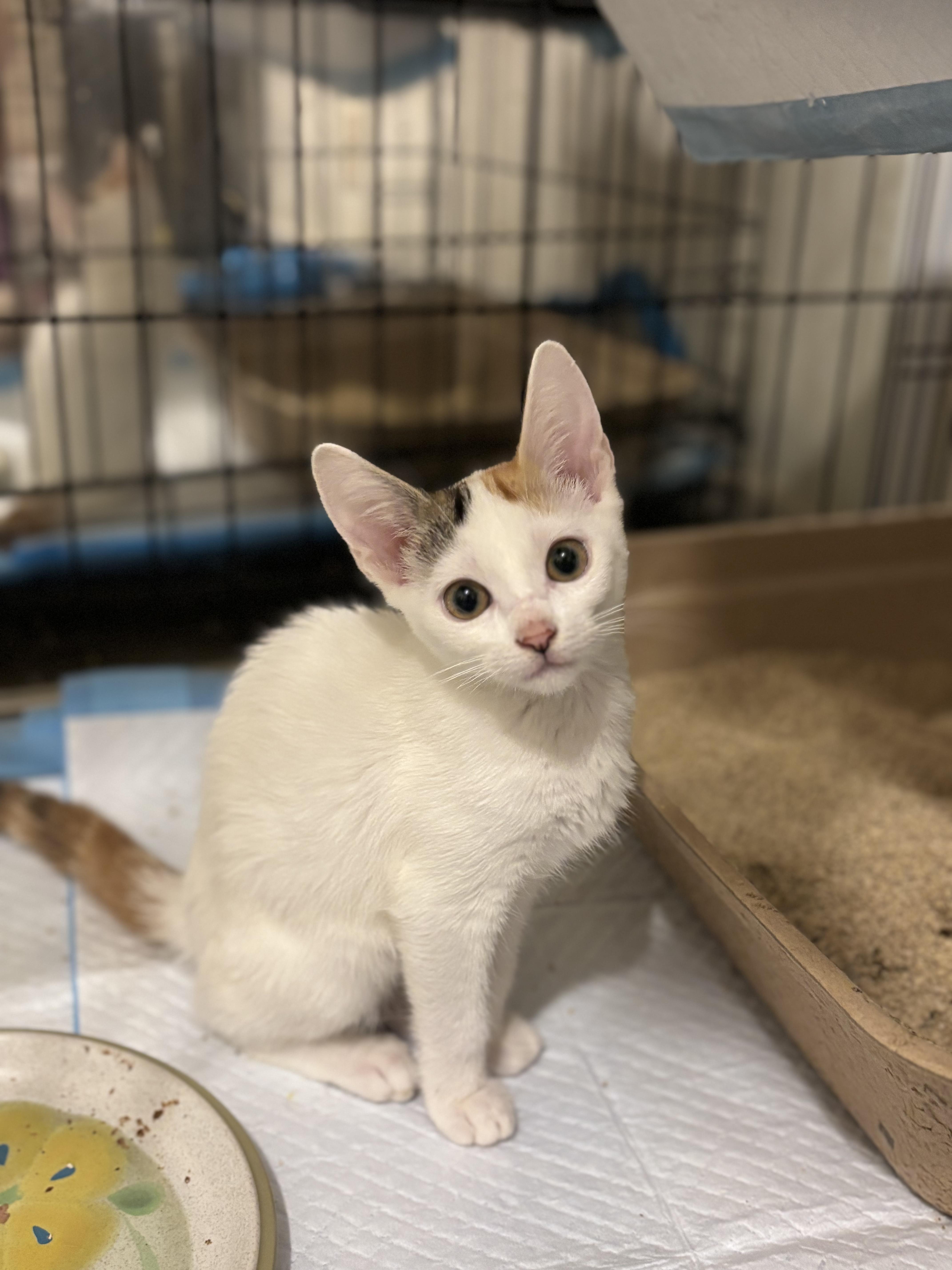 Sprout, ADOPTABLE, Kitten Female Domestic Short Hair.