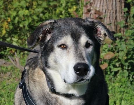 Enlarge Simba, a Adoptable mixed breed in Grand Rapids, MN image 1/6