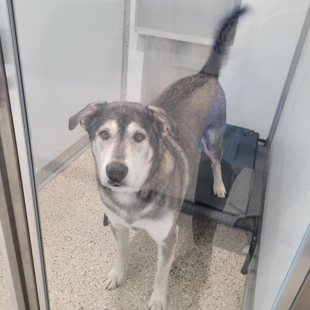 Simba, Adoptable, Adult Male Husky & Labrador Retriever.