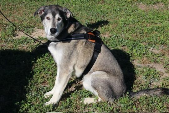 Enlarge Simba, a Adoptable mixed breed in Grand Rapids, MN image 3/6
