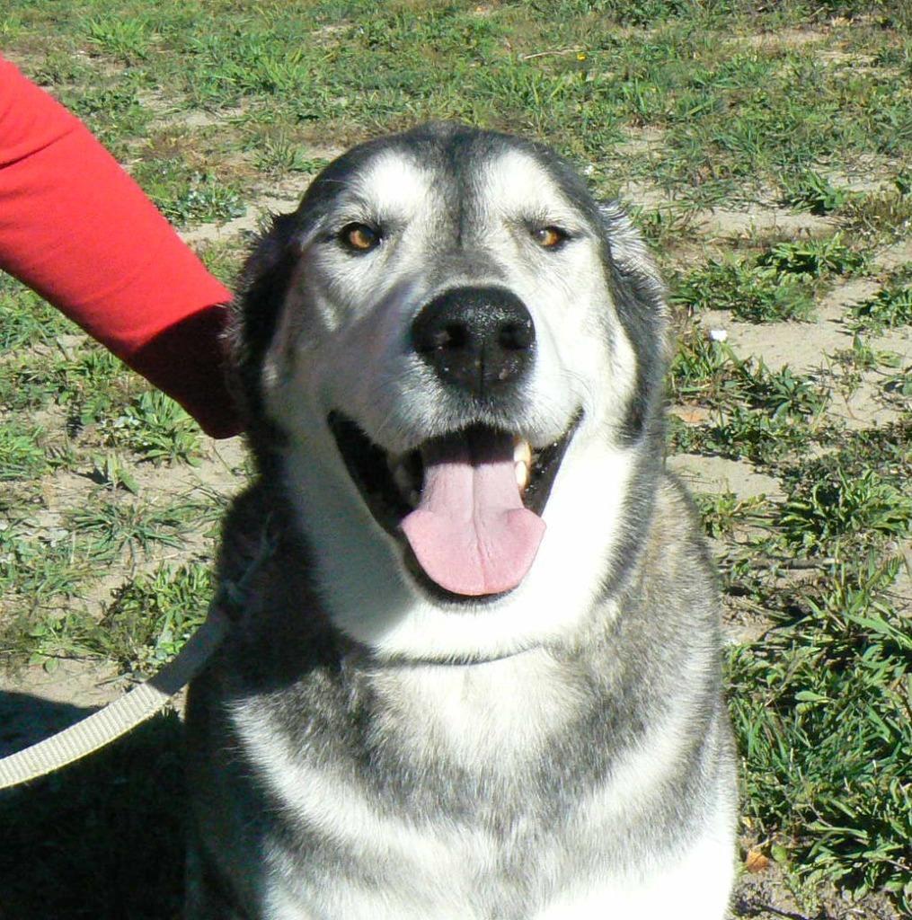 Enlarge Simba, a Adoptable mixed breed in Grand Rapids, MN image 5/6