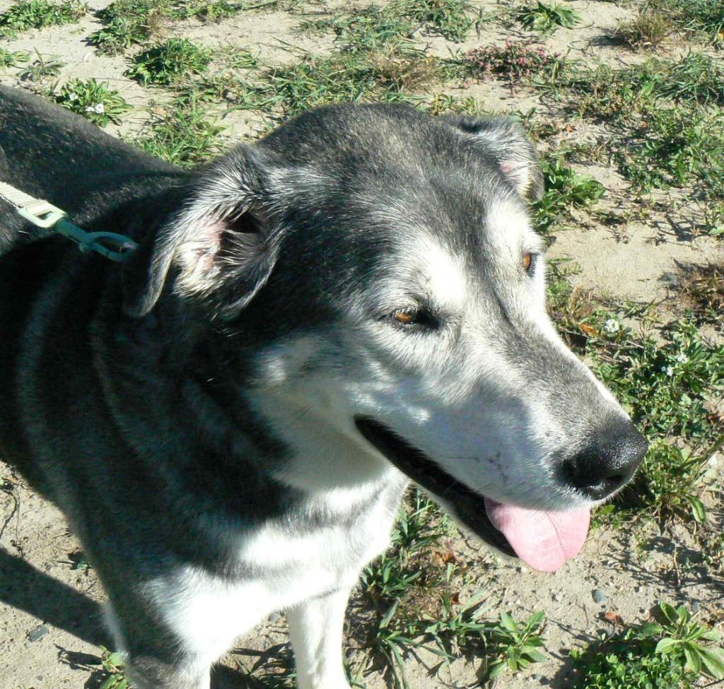 Enlarge Simba, a Adoptable mixed breed in Grand Rapids, MN image 6/6