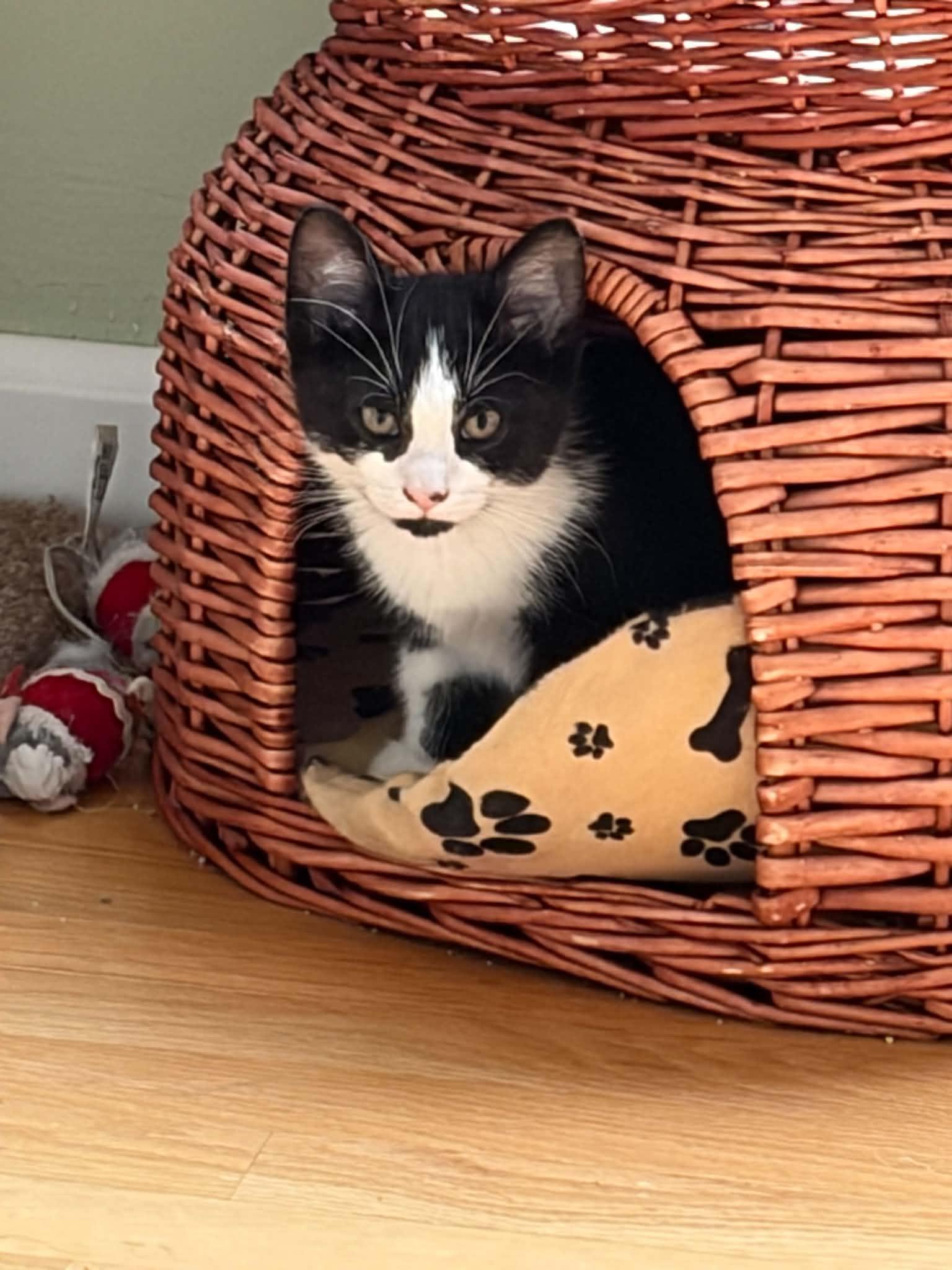 Quinn, ADOPTABLE, Kitten Male Tuxedo.
