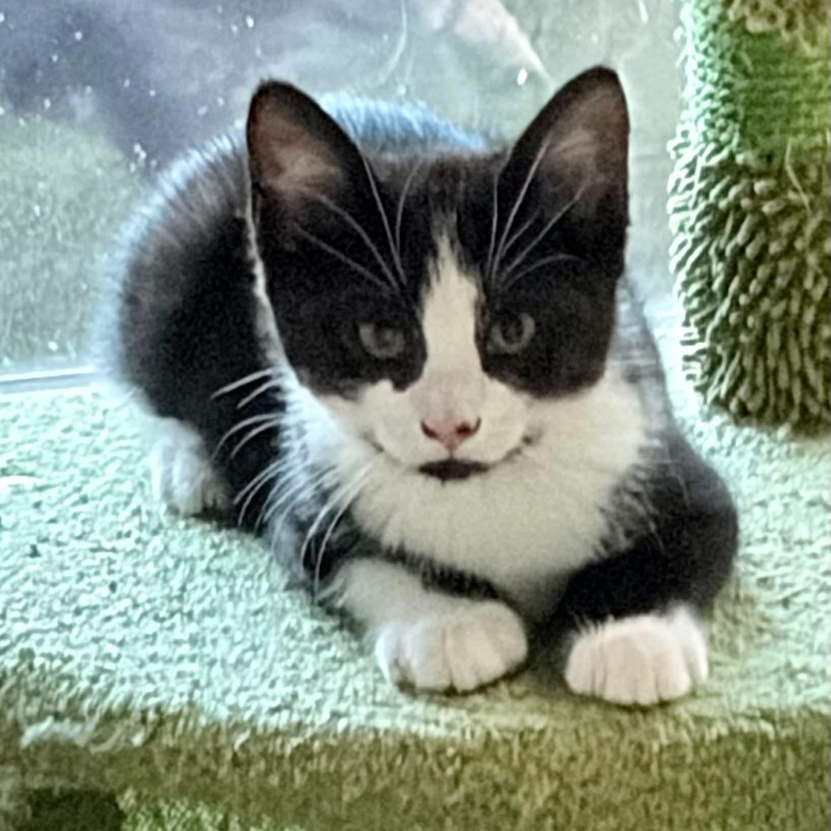 Enlarge Quinn, a ADOPTABLE Tuxedo in Warren, NJ image 2/5