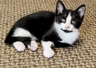 Enlarge Quinn, a ADOPTABLE Tuxedo in Warren, NJ image 3/5