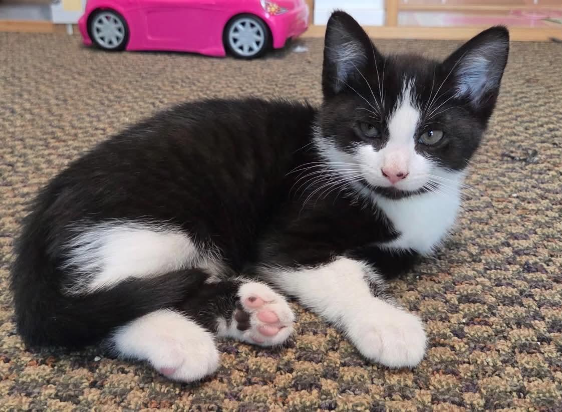 Enlarge Quinn, a ADOPTABLE Tuxedo in Warren, NJ image 4/5