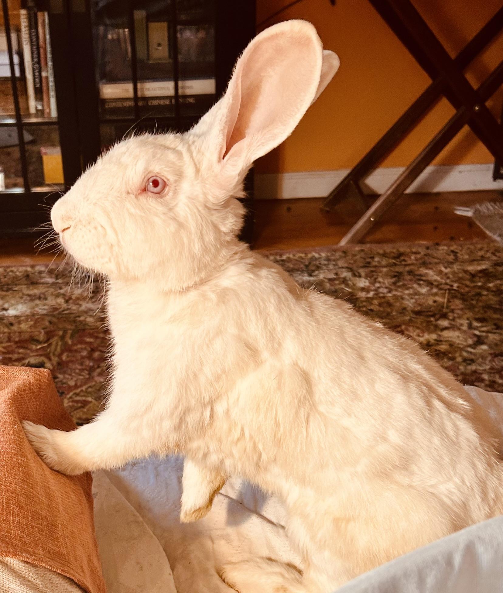 Enlarge Cookie, a Adoptable New Zealand in New York, NY image 1/5