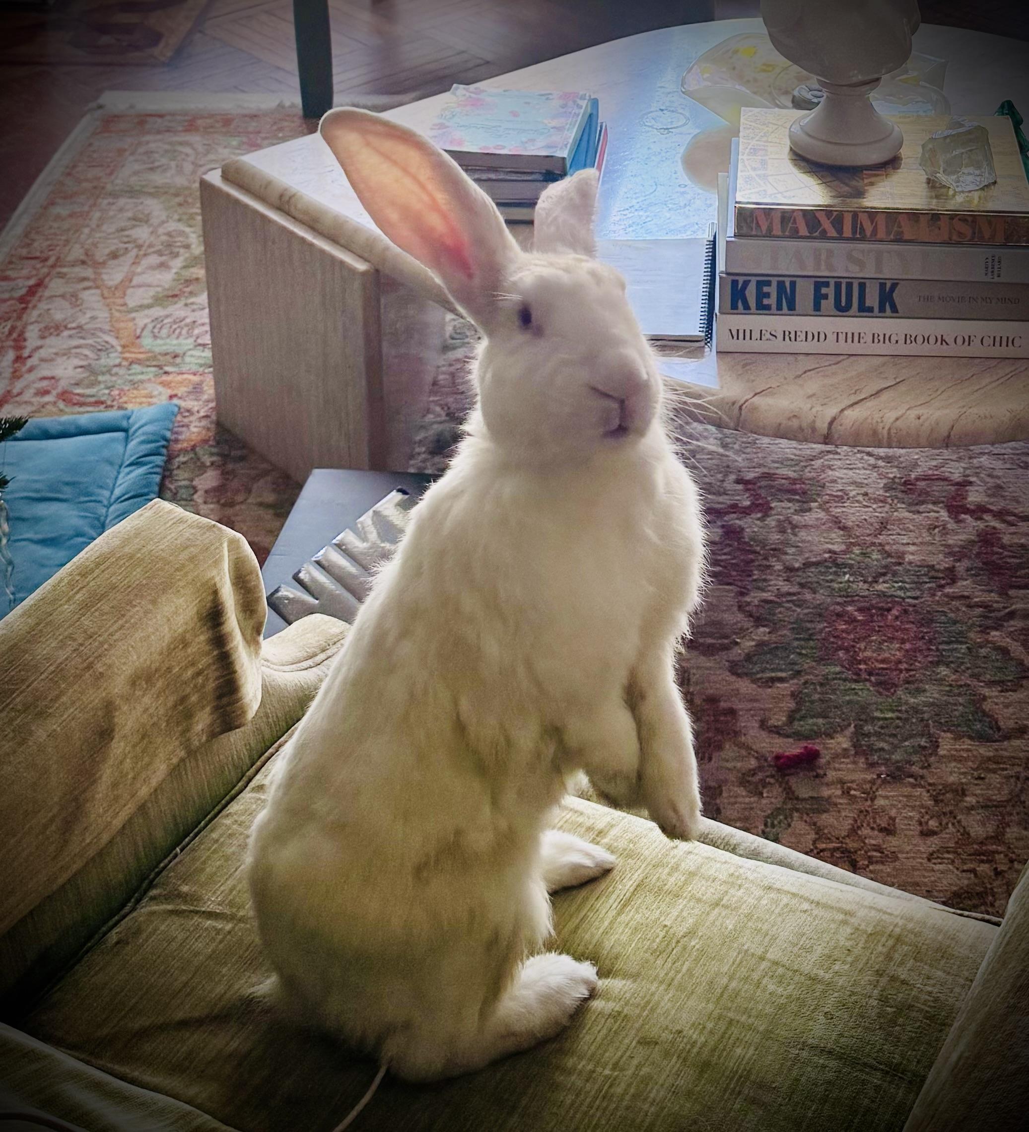 Enlarge Cookie, a Adoptable New Zealand in New York, NY image 2/5