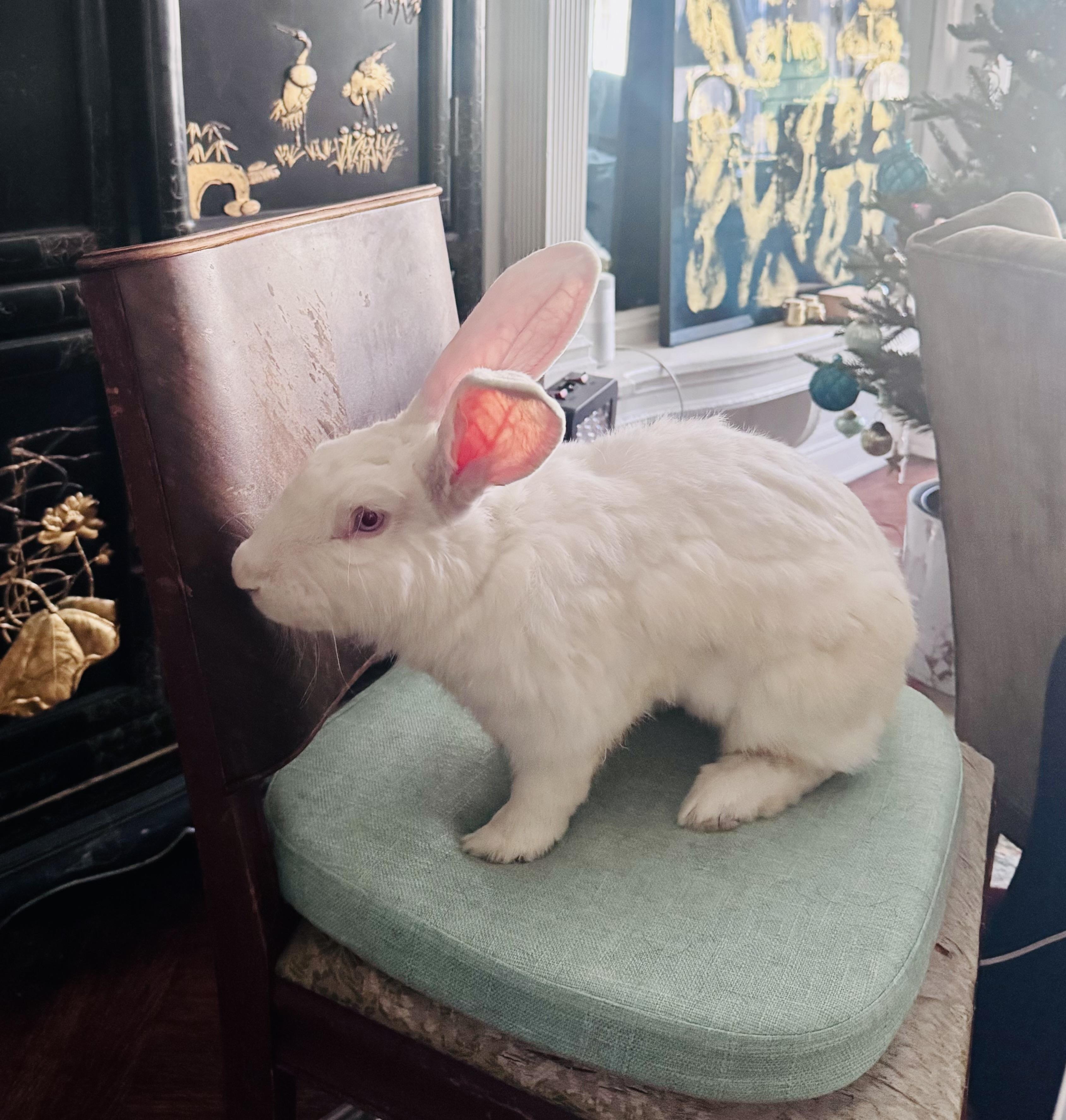 Enlarge Cookie, a Adoptable New Zealand in New York, NY image 3/5