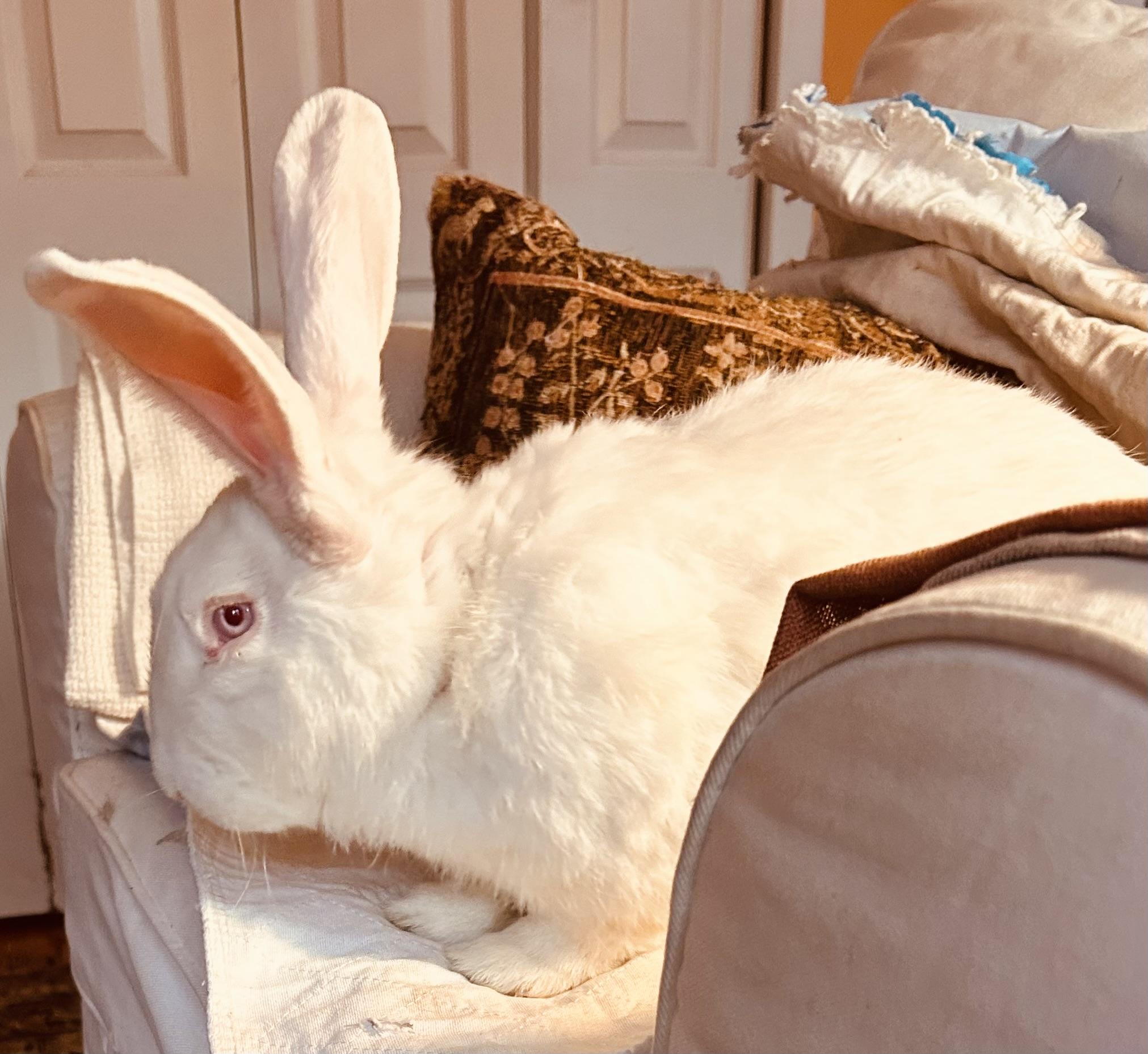 Enlarge Cookie, a Adoptable New Zealand in New York, NY image 4/5