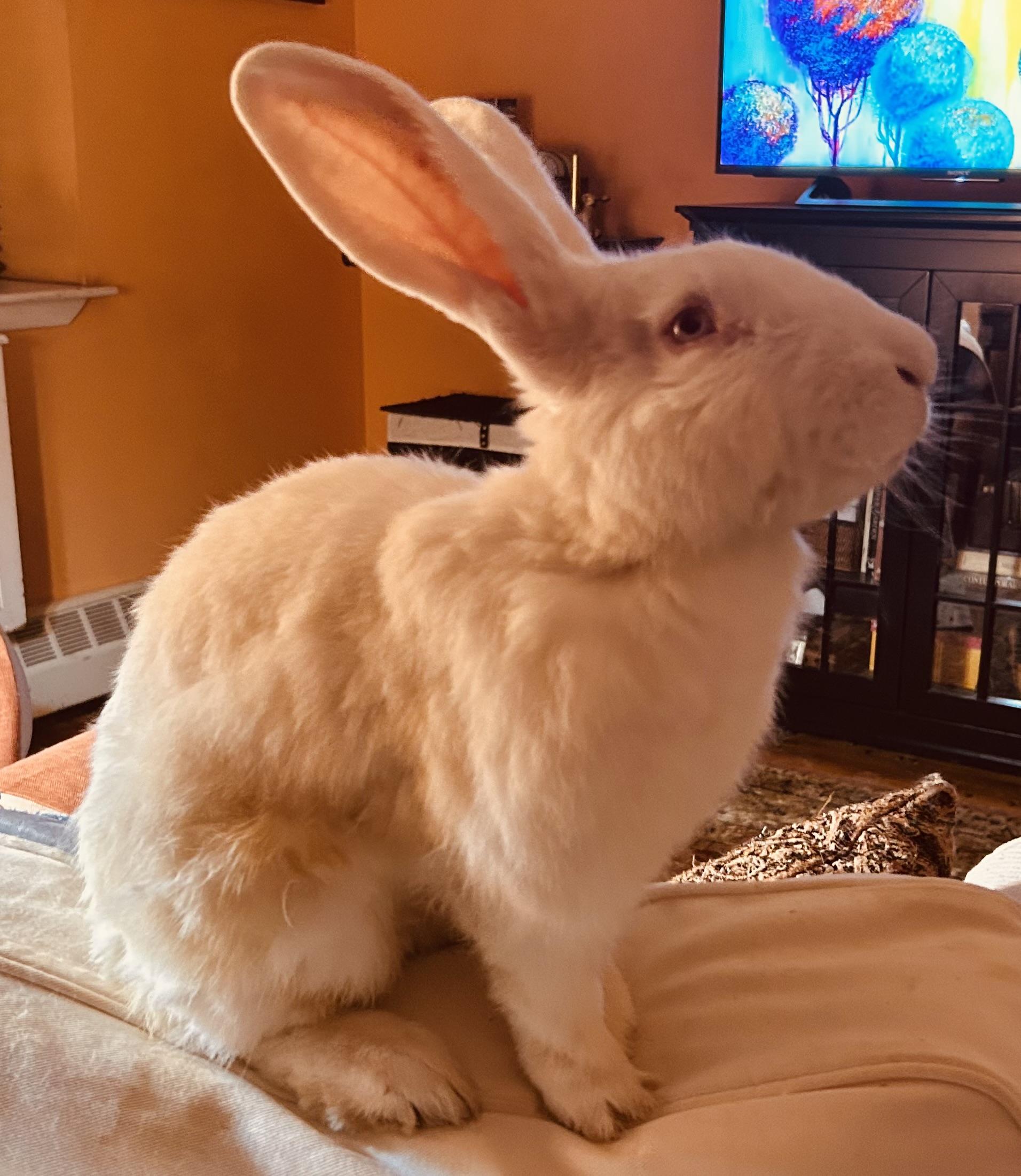 Enlarge Cookie, a Adoptable New Zealand in New York, NY image 5/5