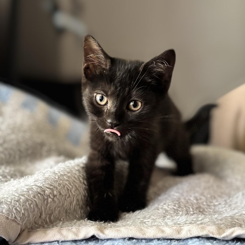 Pom Pom, Adoptable, Kitten Female Domestic Short Hair.