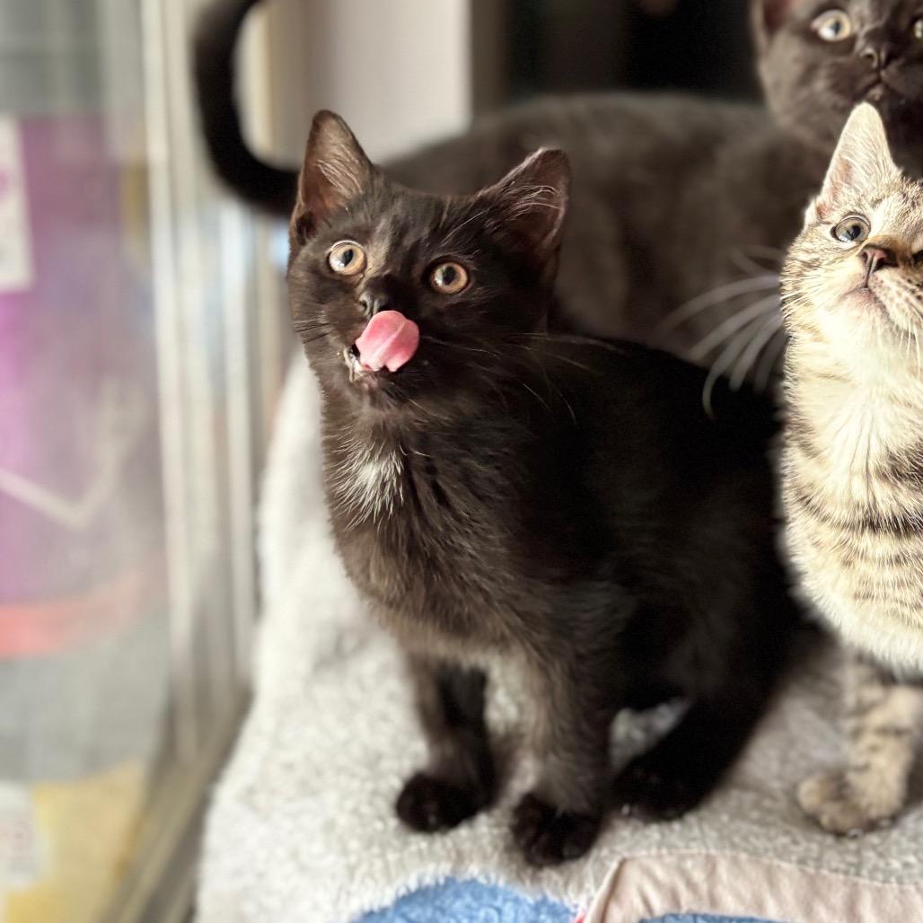 Enlarge Pom Pom, a Adoptable Domestic Short Hair in Nashville, IN image 2/4