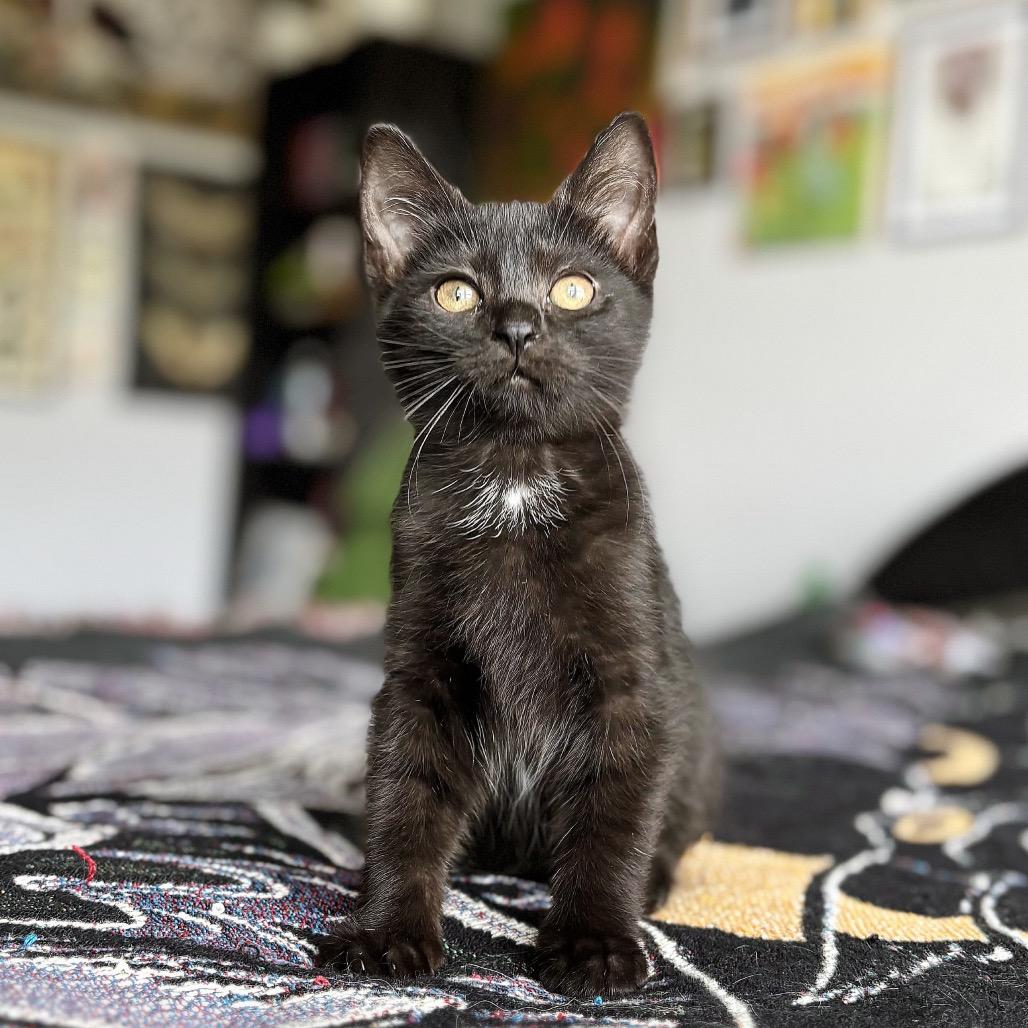 Enlarge Pom Pom, a Adoptable Domestic Short Hair in Nashville, IN image 3/4