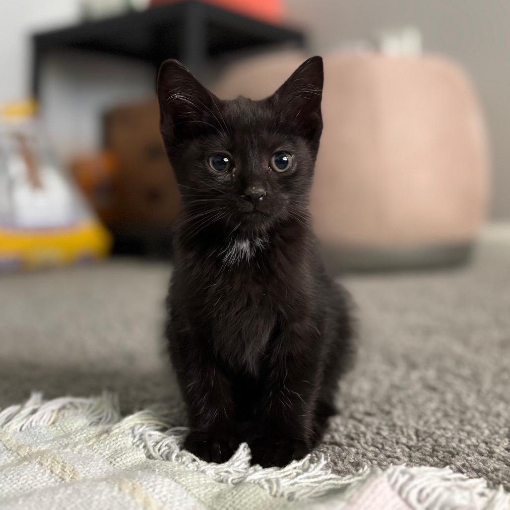 Enlarge Pom Pom, a Adoptable Domestic Short Hair in Nashville, IN image 4/4