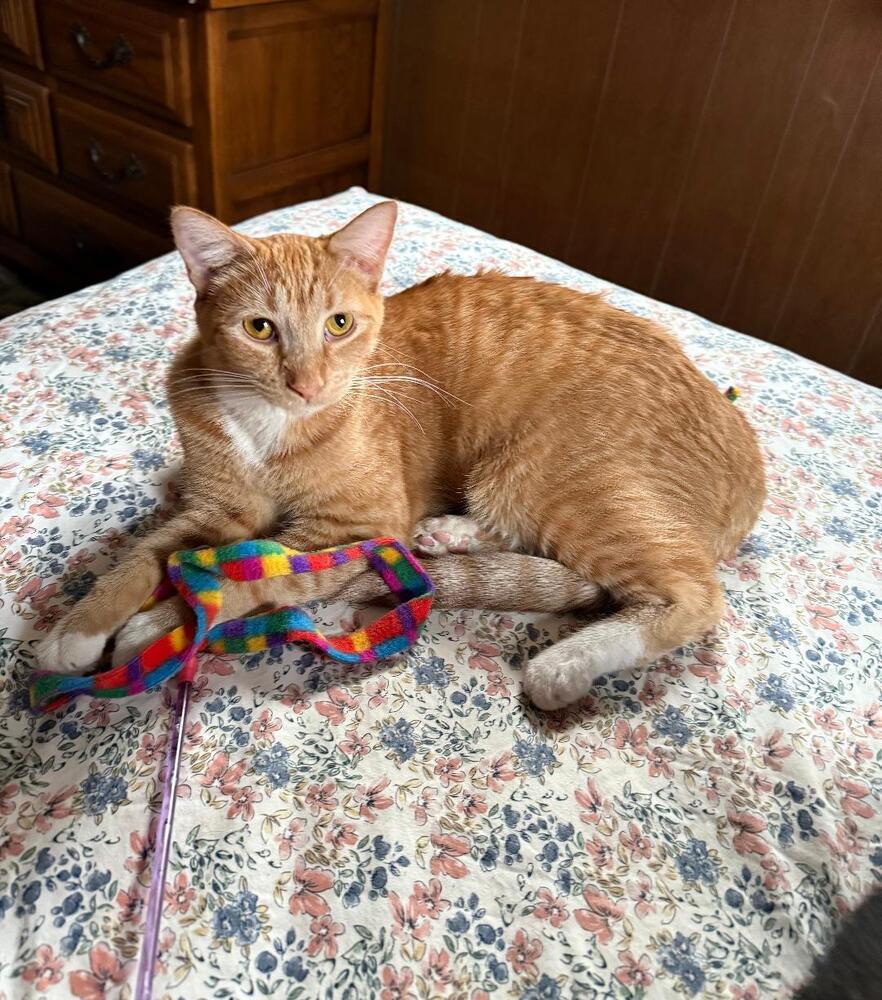 Chevy, Adoptable, Kitten Male Domestic Short Hair.