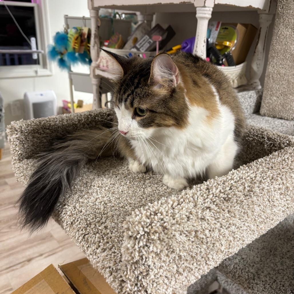 Dumpling — thumbnail 2