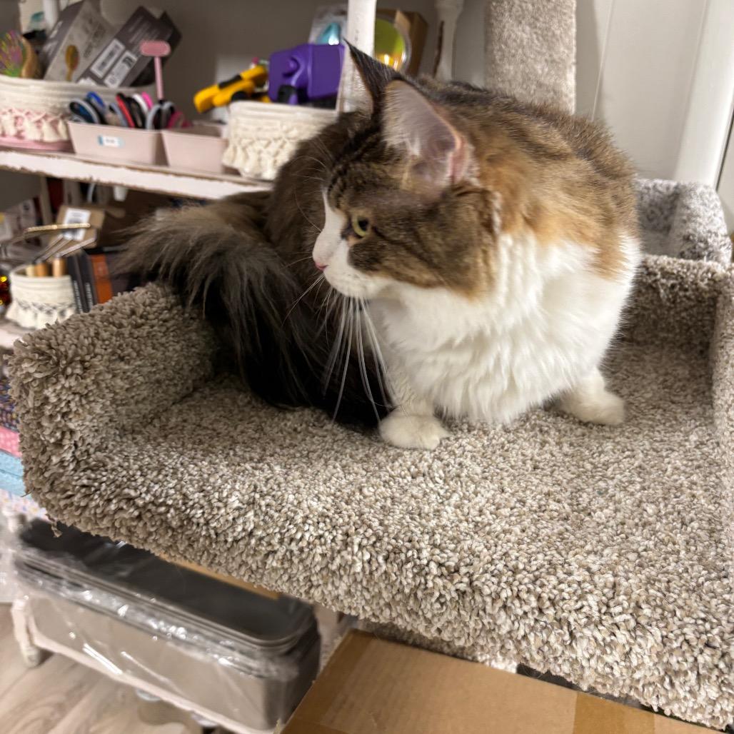 Dumpling — thumbnail 3