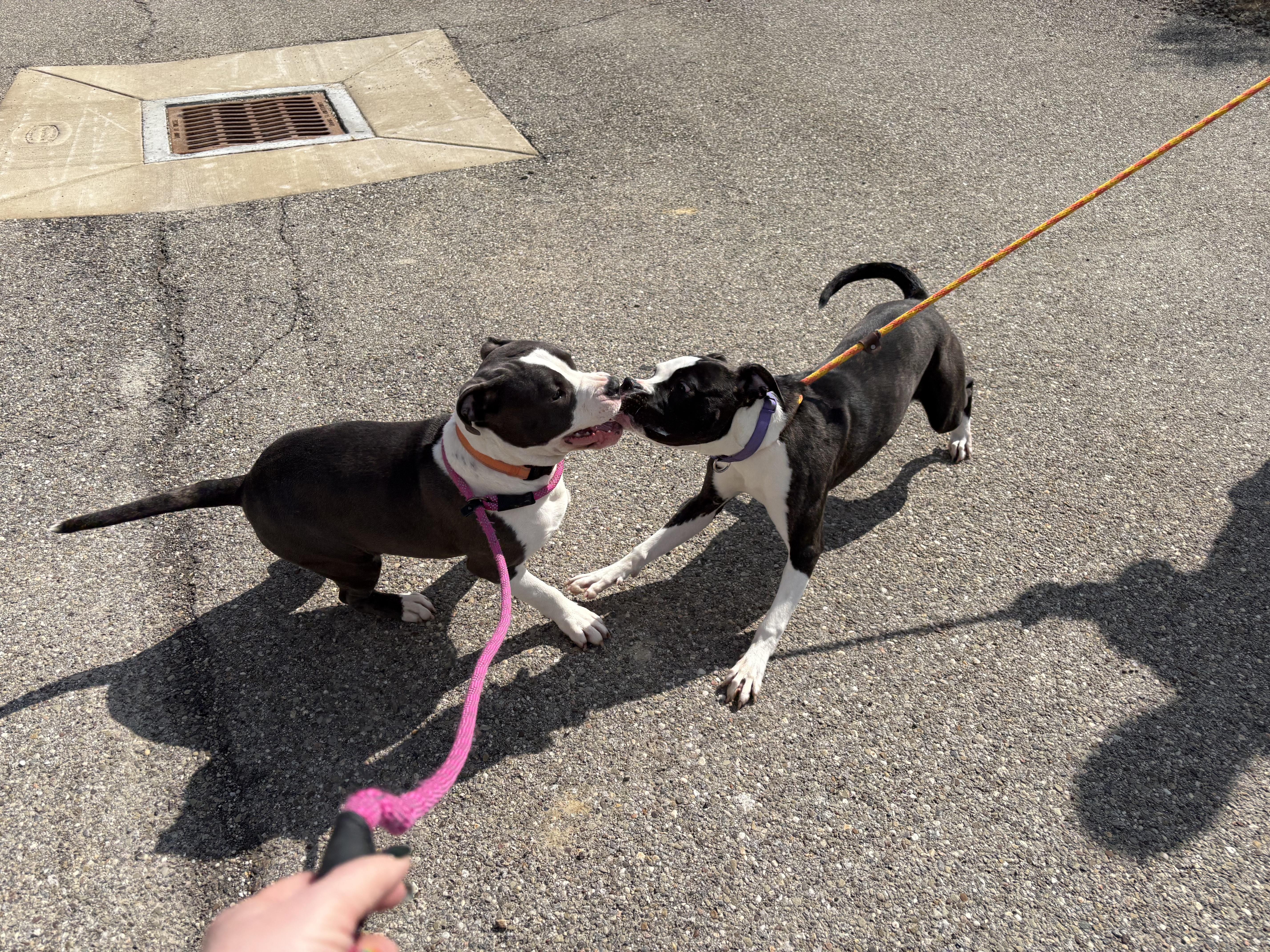 Echo, a ADOPTABLE mixed breed in Youngstown, OH image 3/3