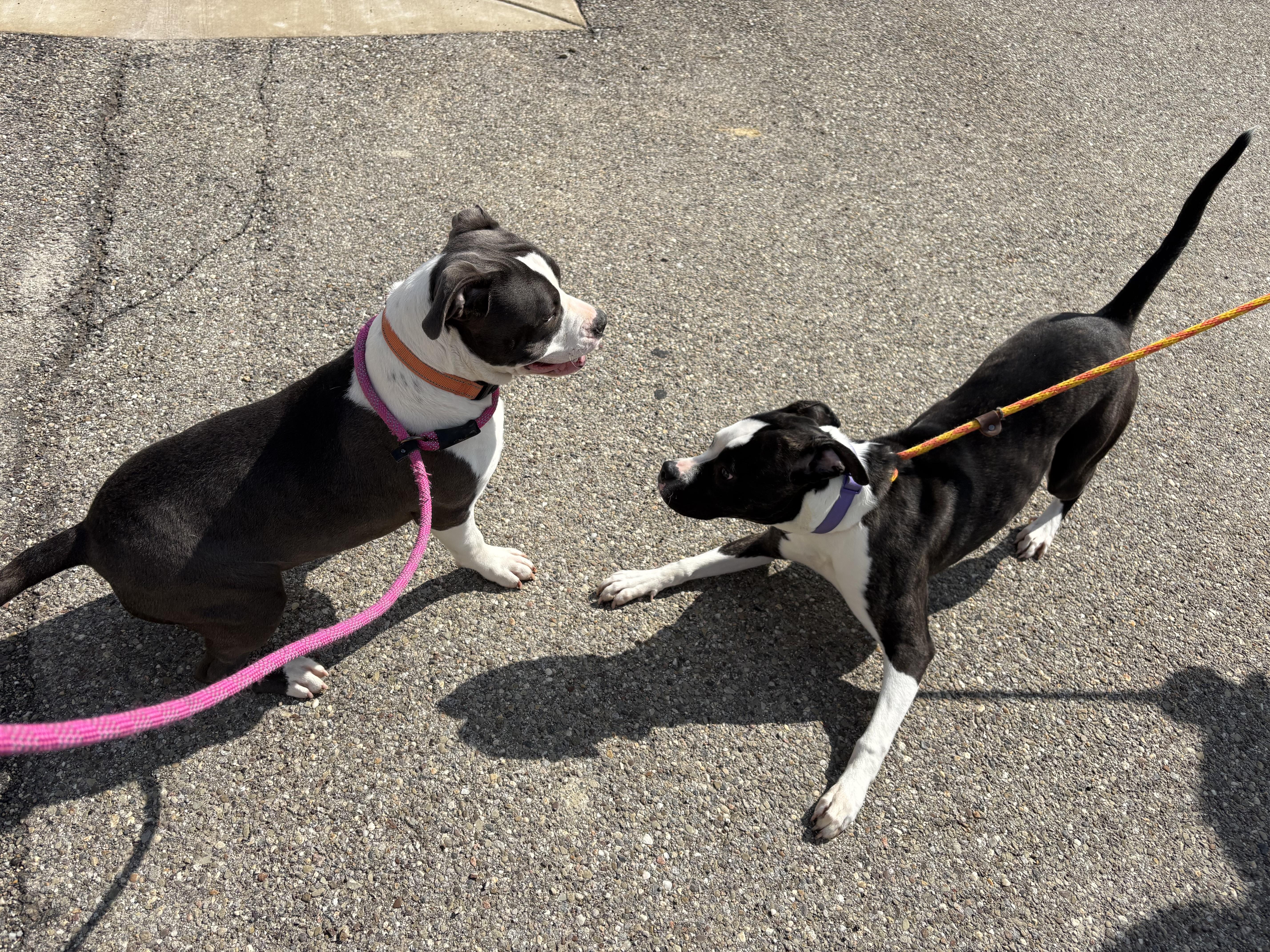 Echo, a ADOPTABLE mixed breed in Youngstown, OH image 2/3