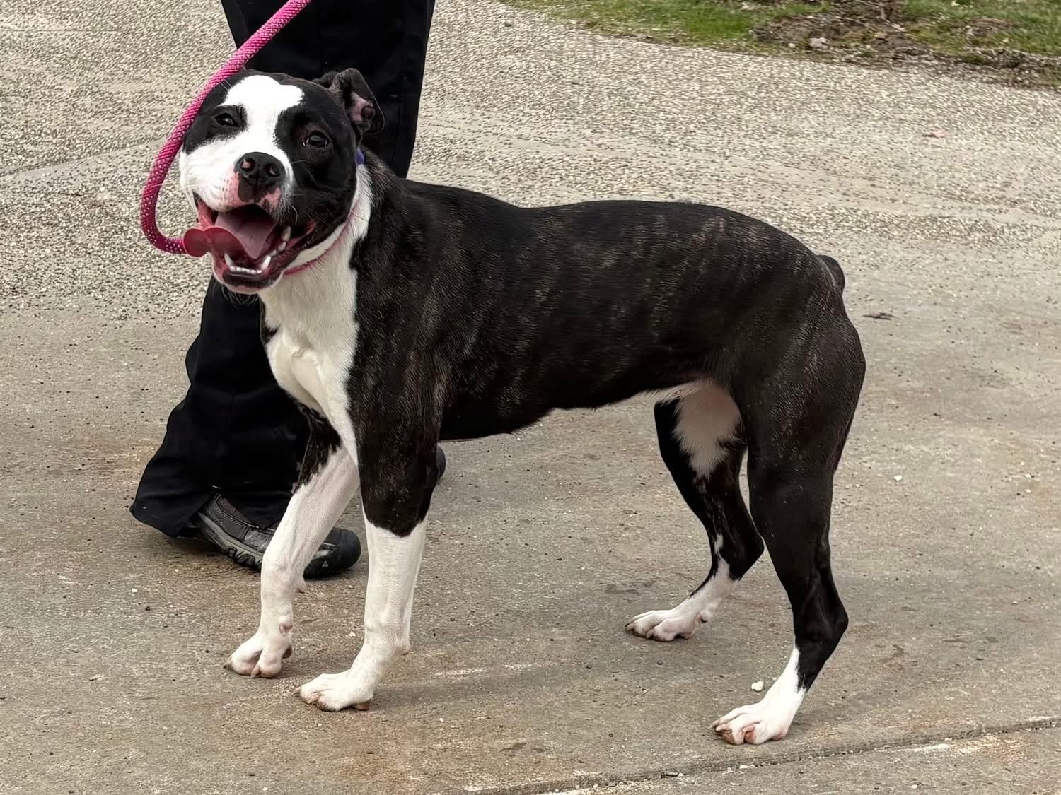 Echo, a ADOPTABLE mixed breed in Youngstown, OH image 1/3