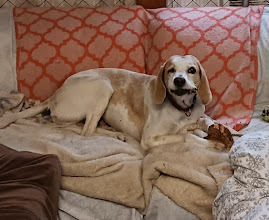 Enlarge Sunny, a Adoptable mixed breed in Goochland, VA image 4/4