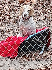 Enlarge Sunny, a Adoptable mixed breed in Goochland, VA image 1/4