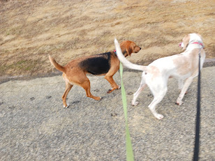 Enlarge Sunny, a Adoptable mixed breed in Goochland, VA image 2/4