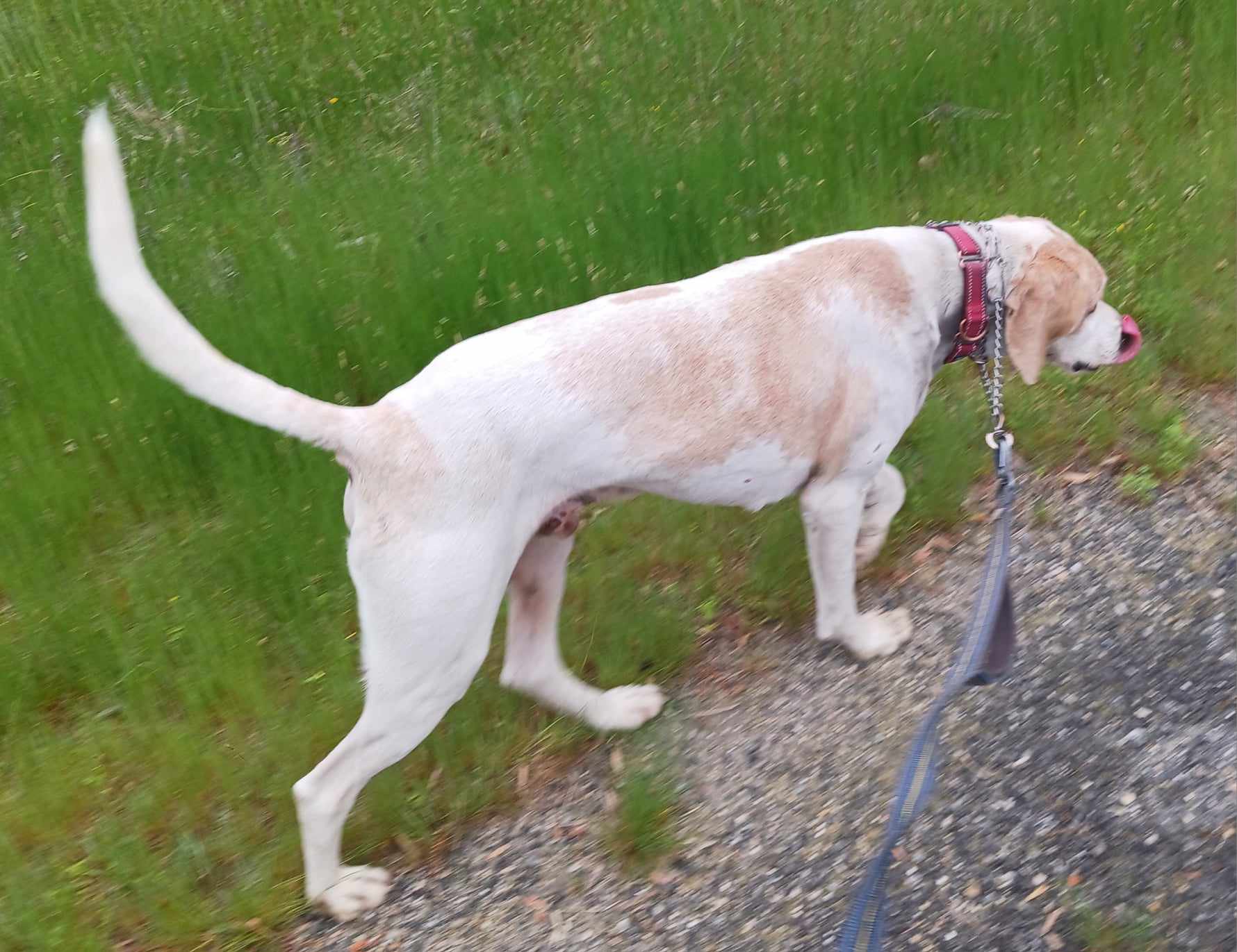 Enlarge Sunny, a Adoptable mixed breed in Goochland, VA image 3/4