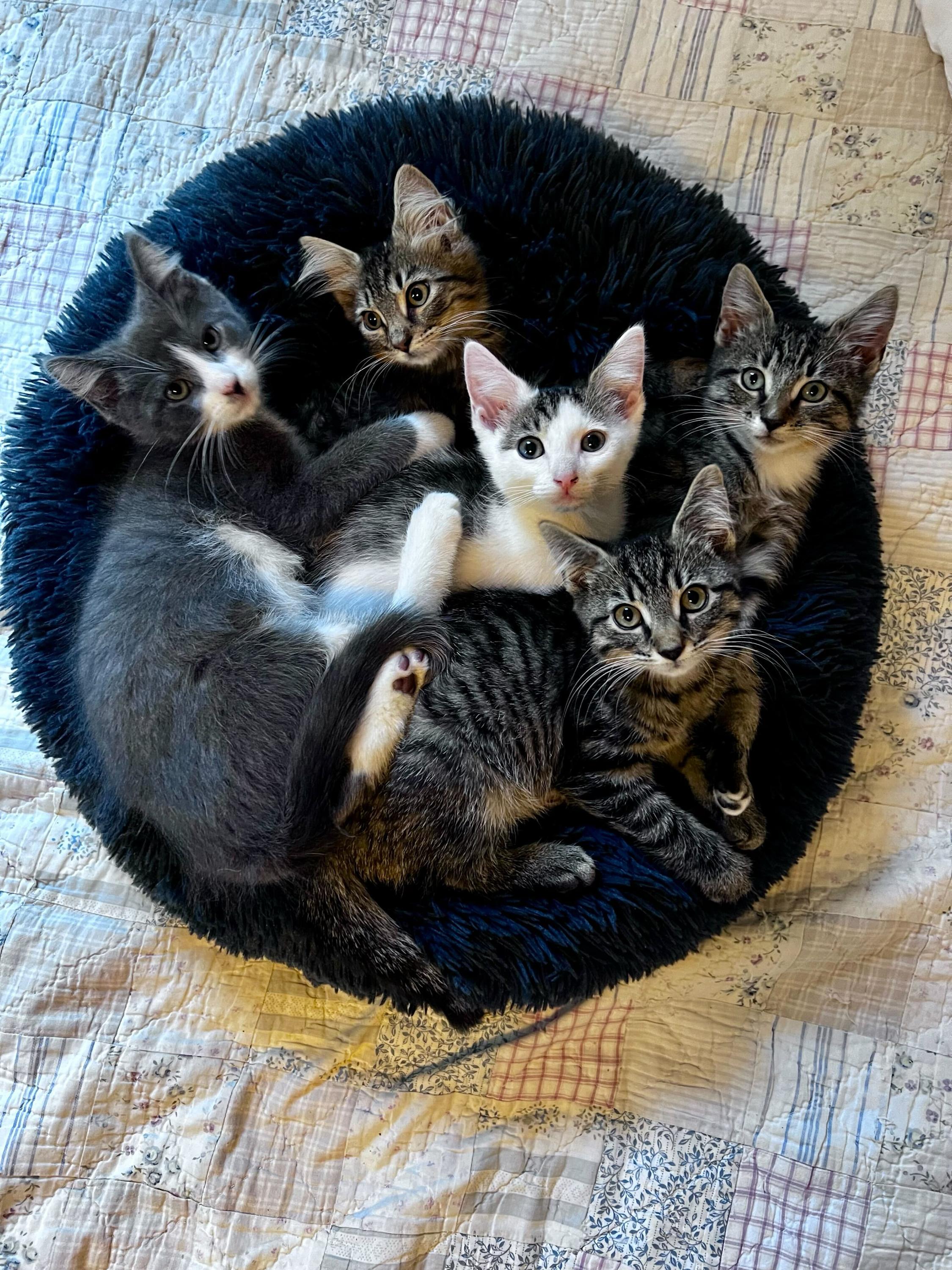 Cat for adoption Mountain Kittens Denali, Etna, El Capitan, Everest