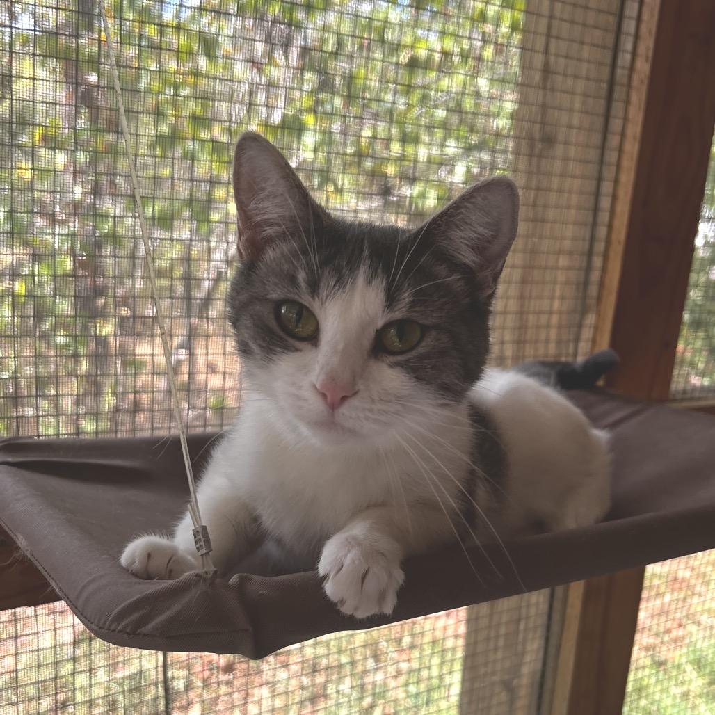Enlarge Dolly Purrton, a Adoptable Domestic Short Hair in Brighton, MO image 1/6