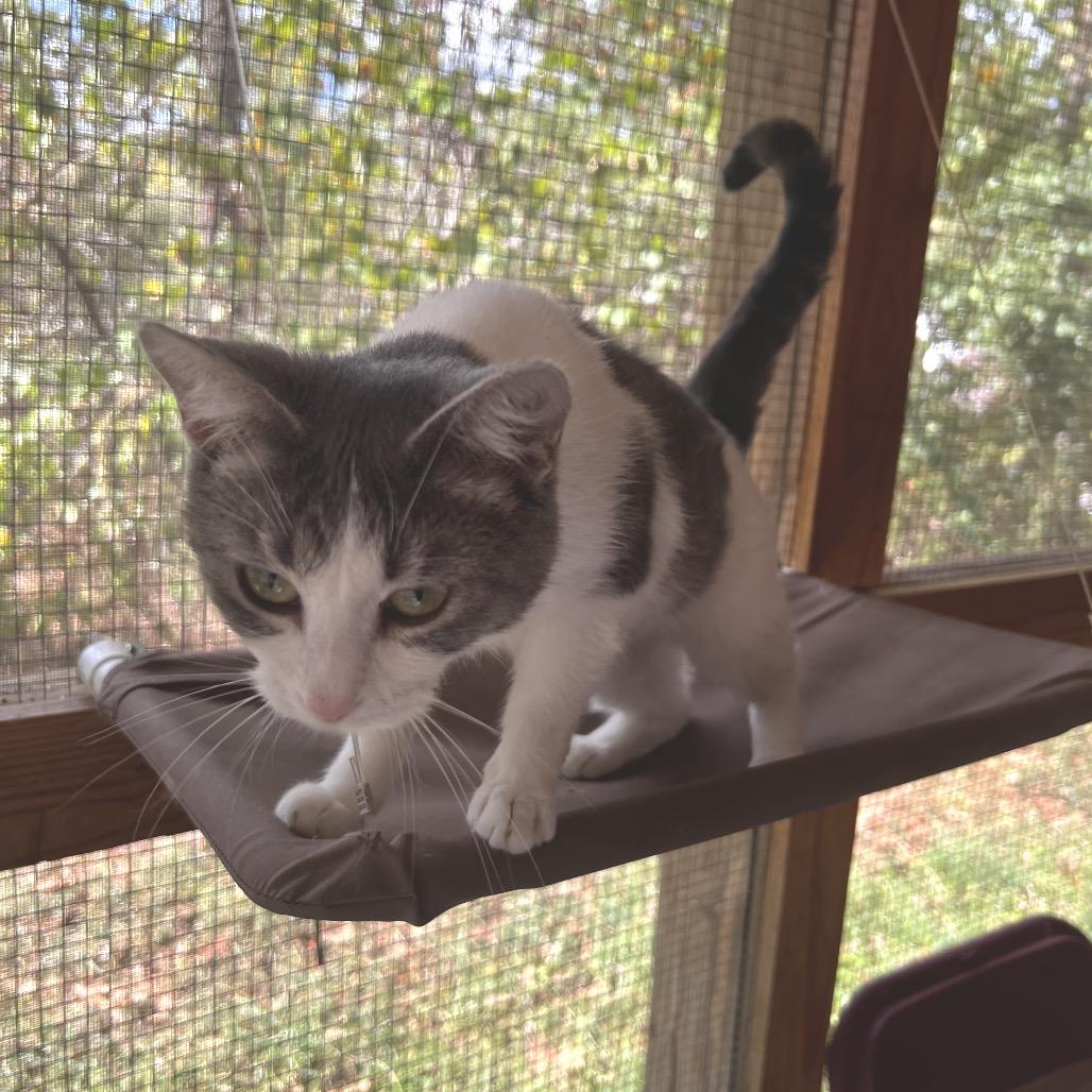 Enlarge Dolly Purrton, a Adoptable Domestic Short Hair in Brighton, MO image 2/6