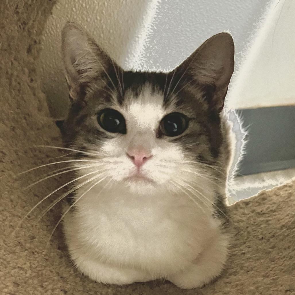 Enlarge Dolly Purrton, a Adoptable Domestic Short Hair in Brighton, MO image 3/6
