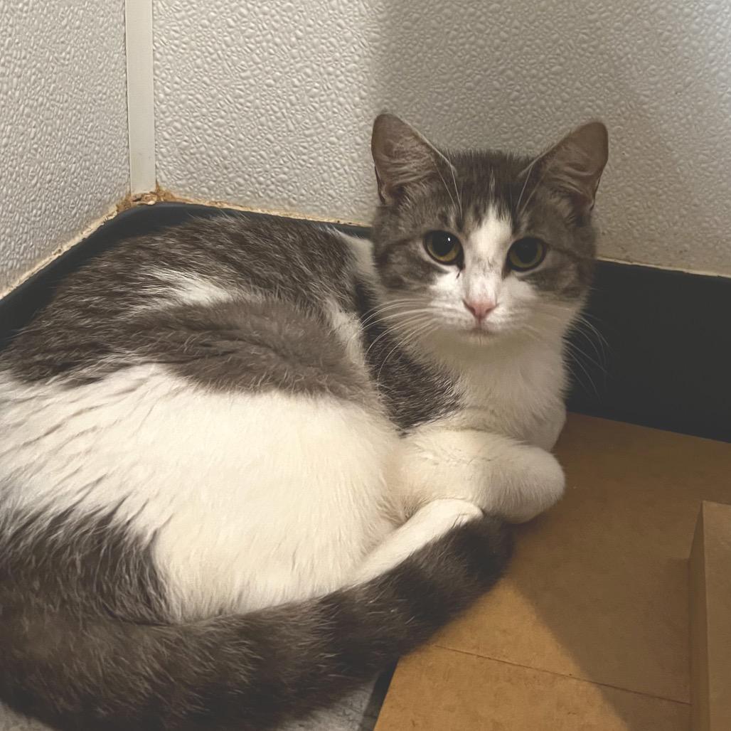 Enlarge Dolly Purrton, a Adoptable Domestic Short Hair in Brighton, MO image 4/6