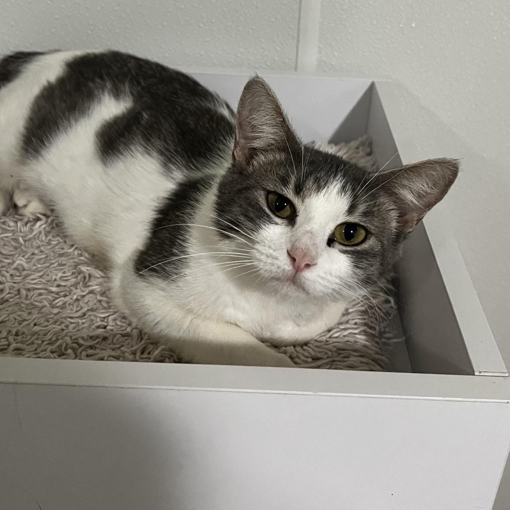 Enlarge Dolly Purrton, a Adoptable Domestic Short Hair in Brighton, MO image 5/6