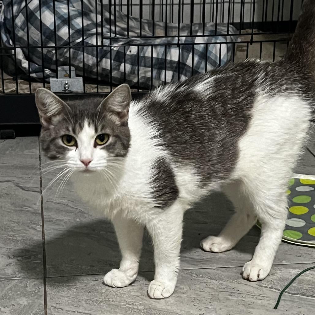 Enlarge Dolly Purrton, a Adoptable Domestic Short Hair in Brighton, MO image 6/6