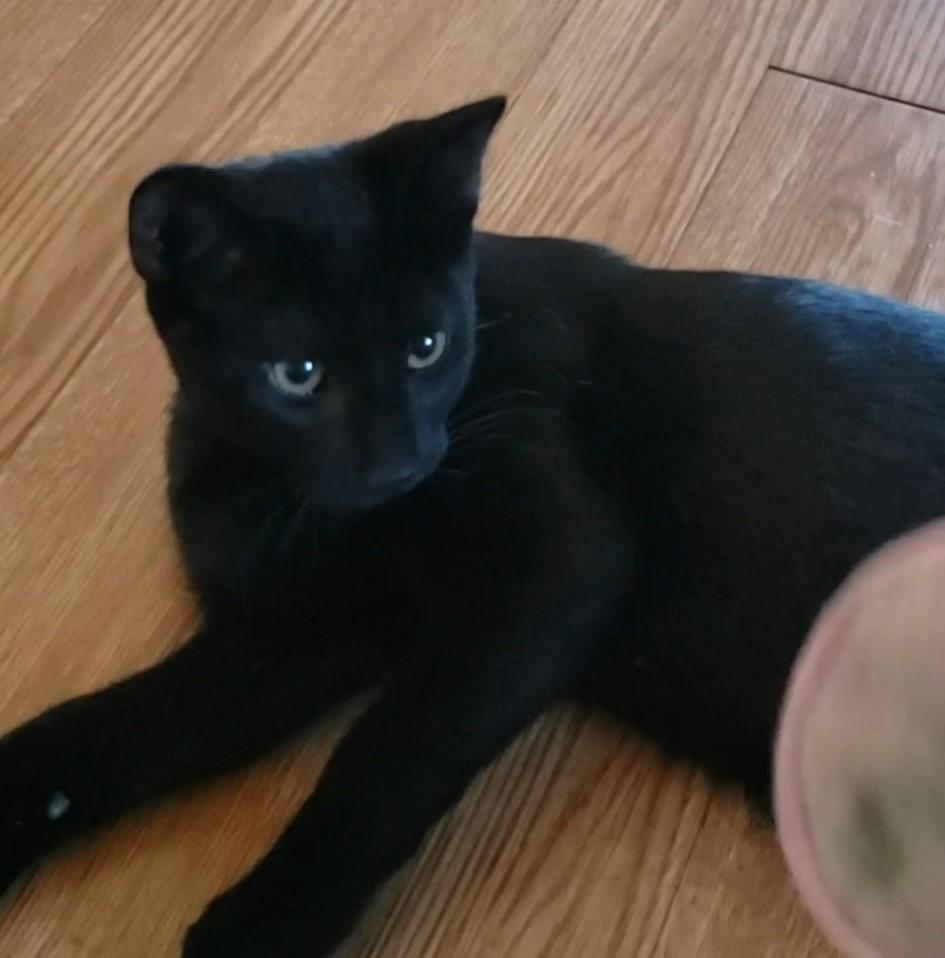 Zorro – The Little Shadow with a Big Heart